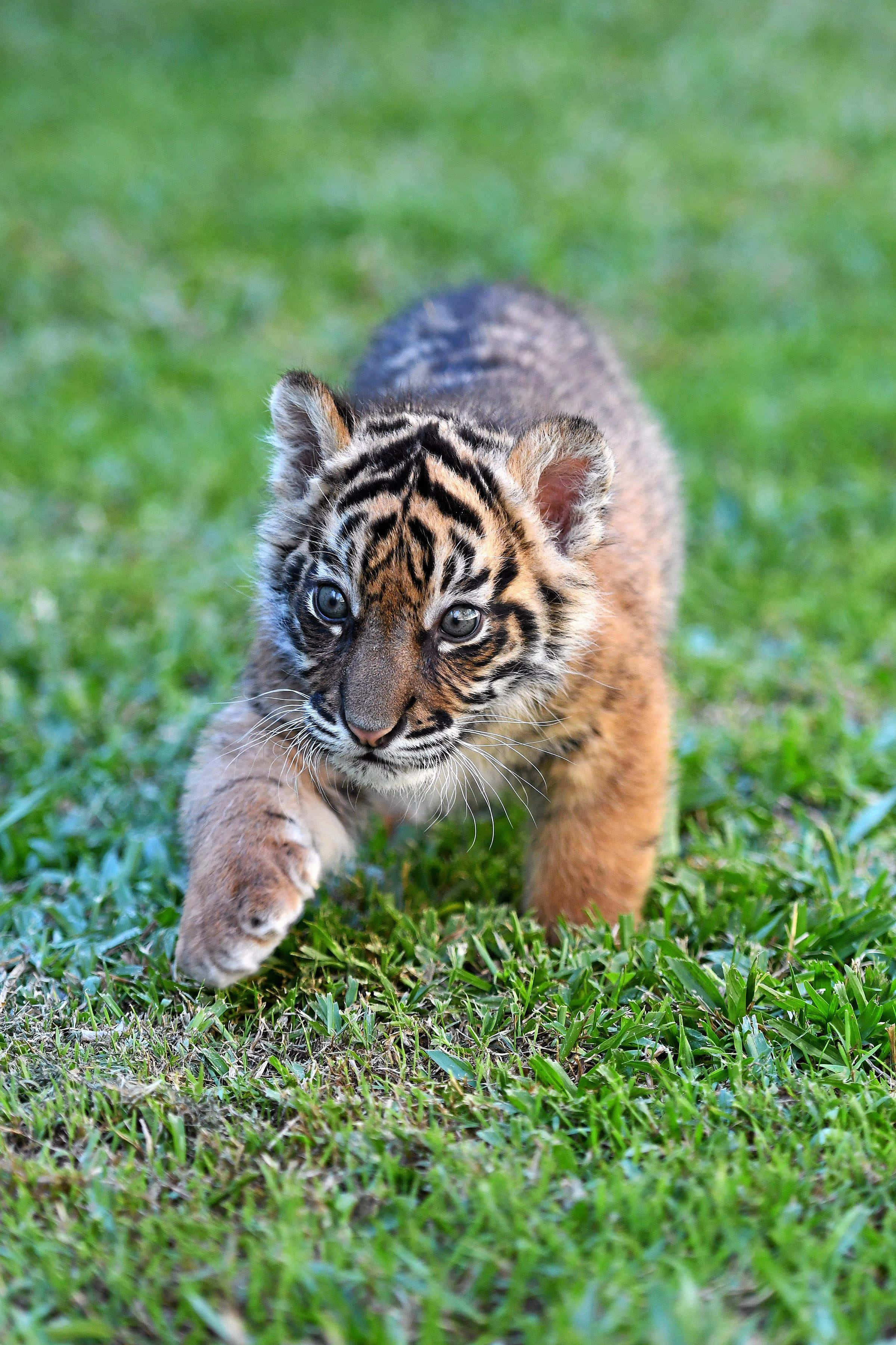 Baby Tiger 桌布 壁紙 — 一隻好奇的老虎寶寶，有著引人注目的藍色眼睛，小心翼翼地走過鮮綠色的草地。