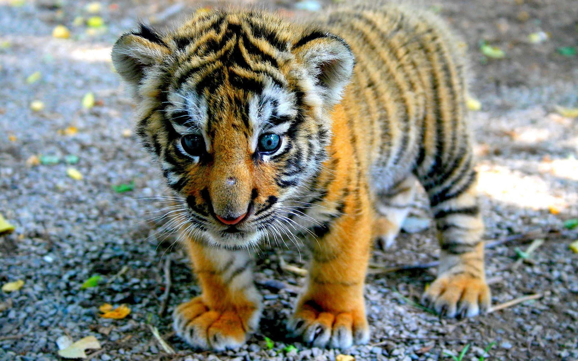 Cute Tiger 桌布 壁紙 — 一隻好奇的老虎寶寶，有著引人注目的藍色眼睛，在斑駁的陽光下小心地走在碎石上。