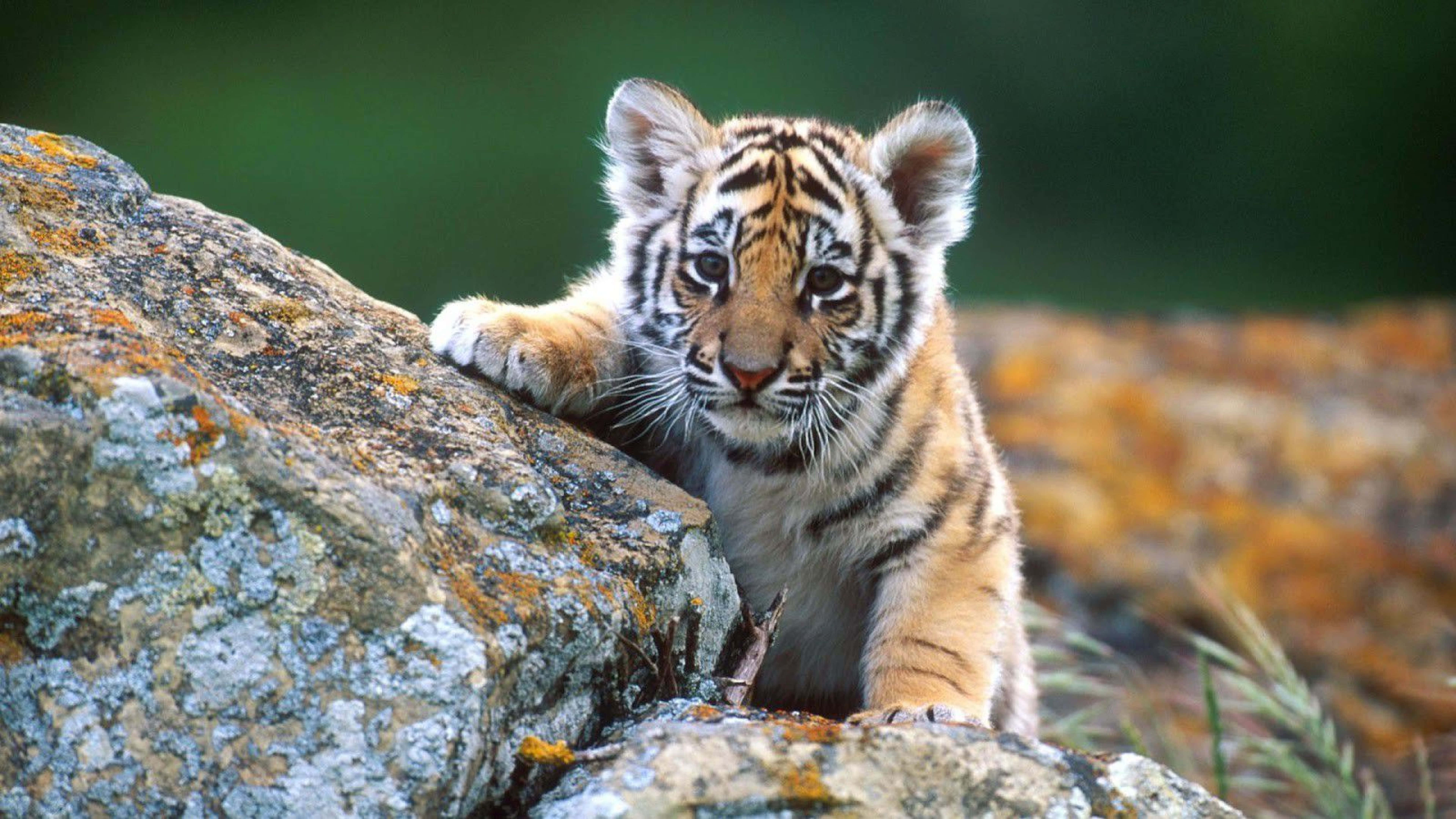 Really Cute Animal 桌布 壁紙 — 一隻好奇的老虎寶寶，身上有橙色條紋，在陽光明媚的森林空地中，從長滿苔蘚的岩石上探頭張望。