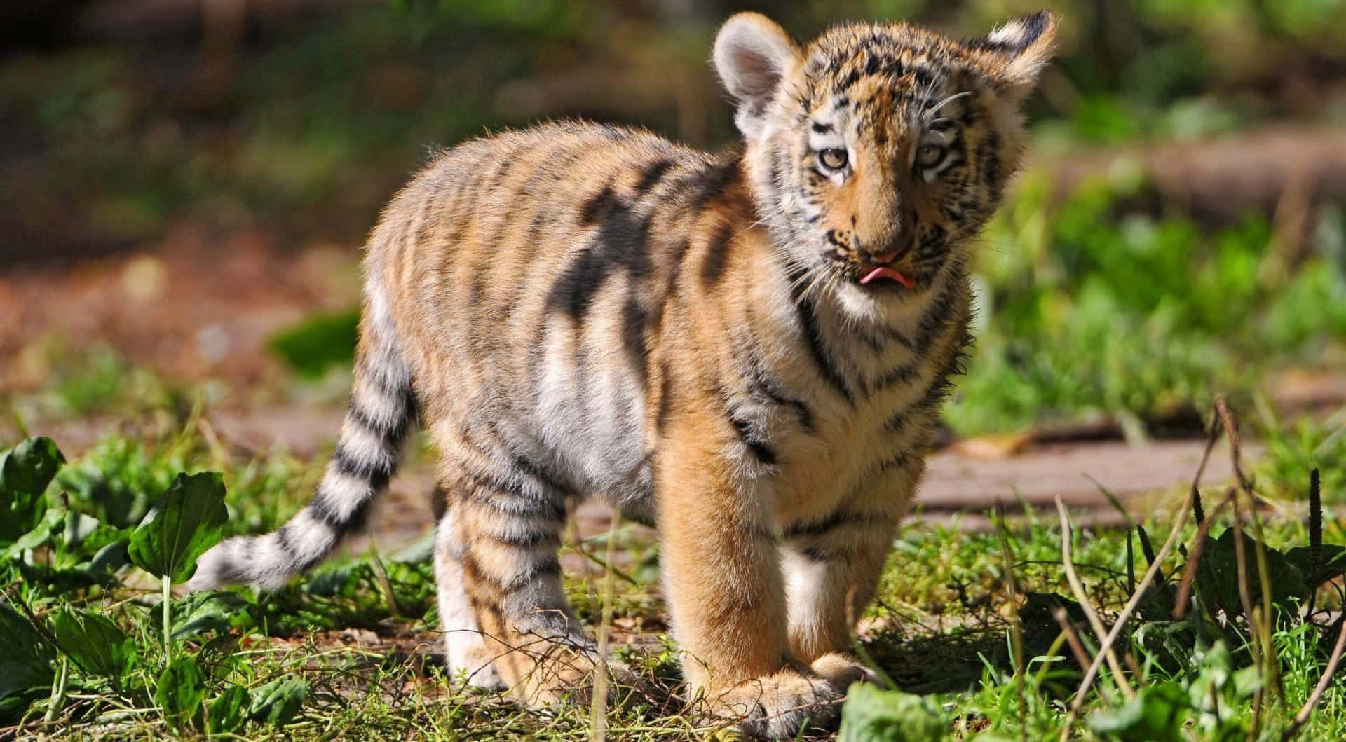 Cute Tiger 桌布 壁紙 — 一隻好奇的老虎寶寶在陽光照耀的草地上警覺地站著，身上有條紋毛皮和一雙大眼睛。