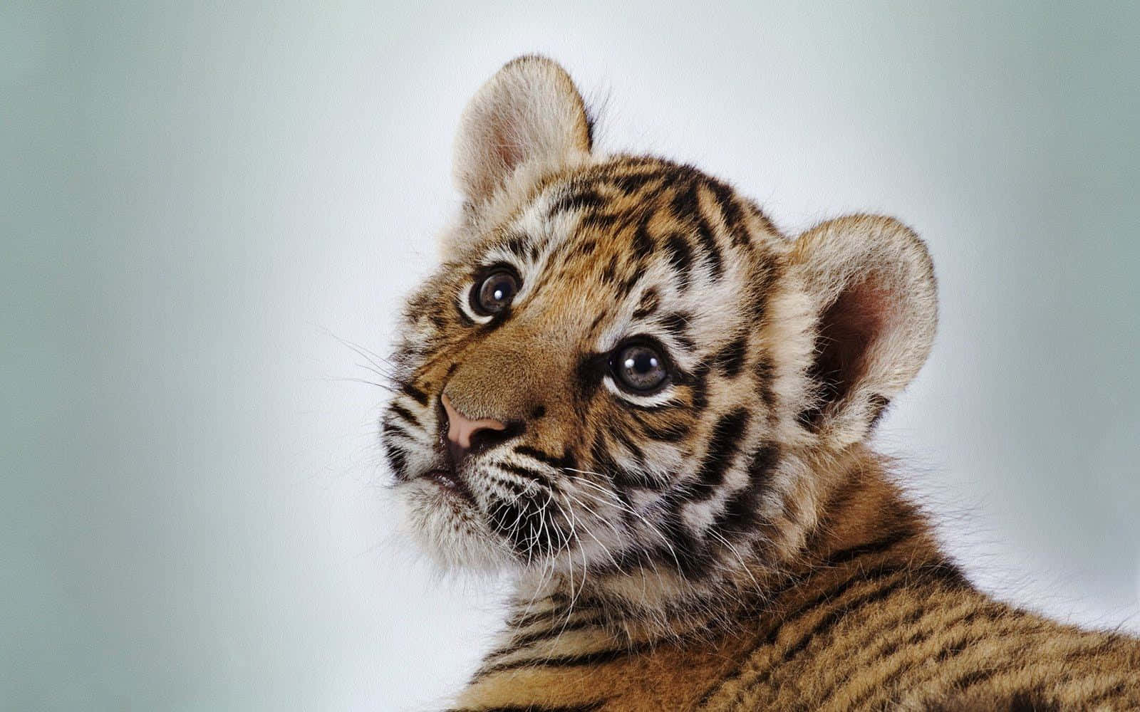 Cute Baby Animals 桌布 壁紙 — 一隻好奇的老虎寶寶的特寫，有大眼睛和條紋毛皮，背景是柔和的灰色。