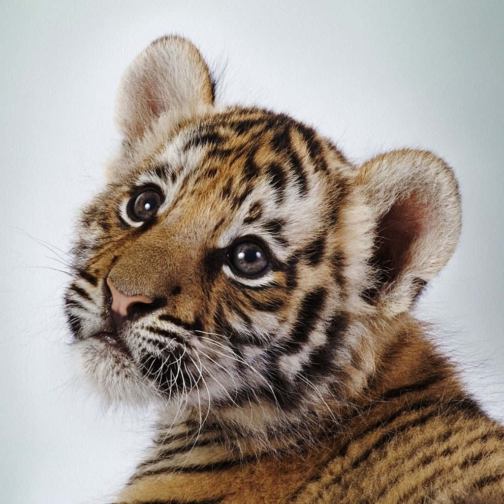 Cute Tiger 桌布 壁紙 — 一隻好奇的老虎寶寶的特寫，有大眼睛和柔軟的條紋毛，背景是純色淺色。