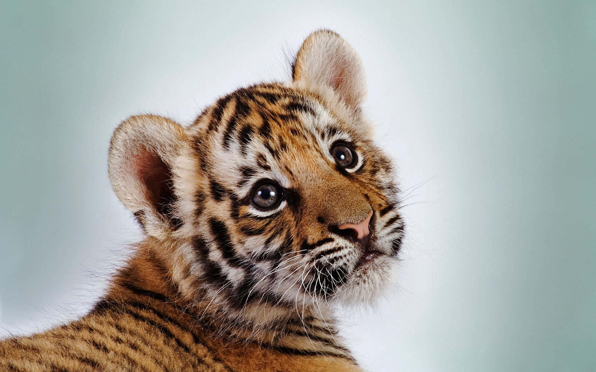 Baby Tiger 桌布 壁紙 — 一隻好奇的老虎寶寶的特寫，有著搶眼的眼睛和柔軟的橙色條紋，背景是淡藍色。
