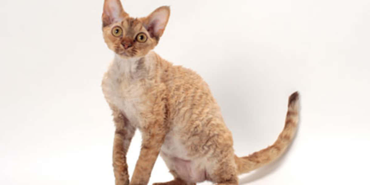 Devon Rex 桌布 壁紙 — 一隻好奇的薑貓，有著捲毛和大眼睛，警覺地坐在純白背景前。
