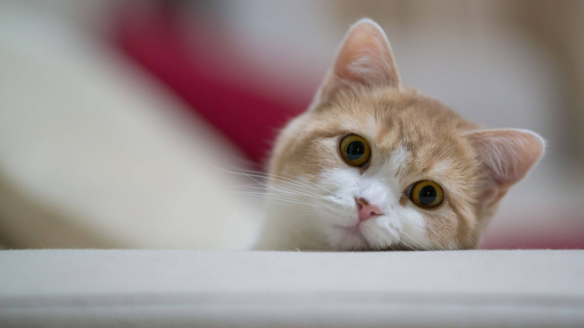 Cute Cat 桌布 壁紙 — 一隻好奇的薑黃色和白色貓咪在白色表面上用大金色眼睛偷看。