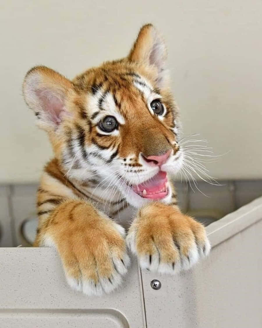 Baby Tiger 桌布 壁紙 — 一隻好奇的虎寶寶從淺灰色圍欄上方探出頭來，睜著大眼睛，小爪子抓著邊緣。