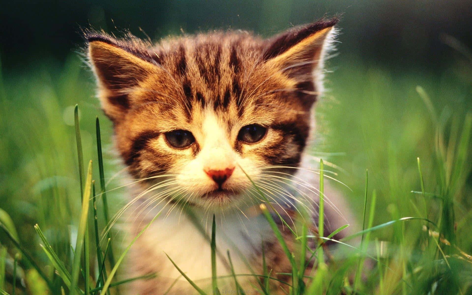 baby cat 桌布 壁紙 — 一隻好奇的虎斑小貓在充滿活力的綠草中探頭，柔和的陽光突顯了牠的鬍鬚和大眼睛。