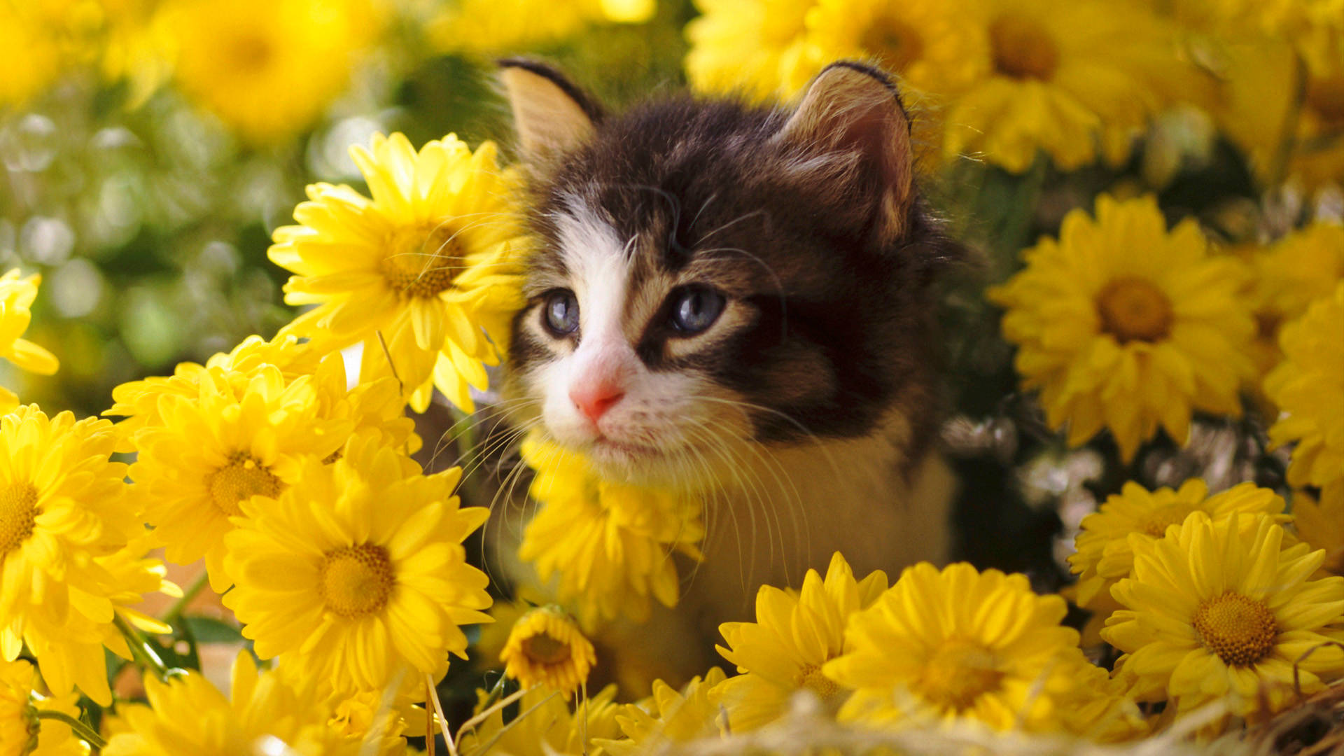 Cute Spring 桌布 壁紙 — 一隻好奇的虎斑小貓在溫暖的陽光下，從一片鮮豔的黃色雛菊田中探出頭來。