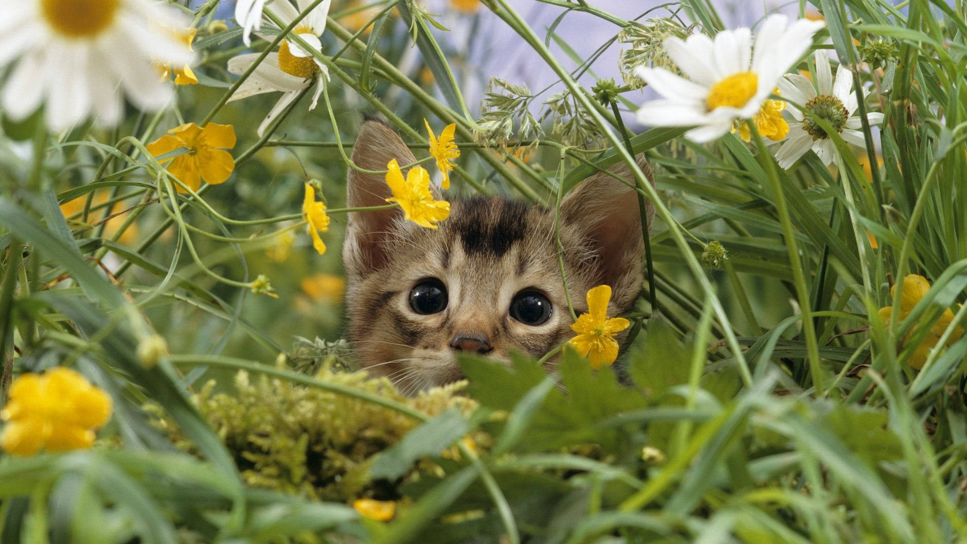 Cute Spring 桌布 壁紙 — 一隻好奇的虎斑小貓透過充滿活力的綠草和雛菊以及鮮黃色的毛茛花窺視。
