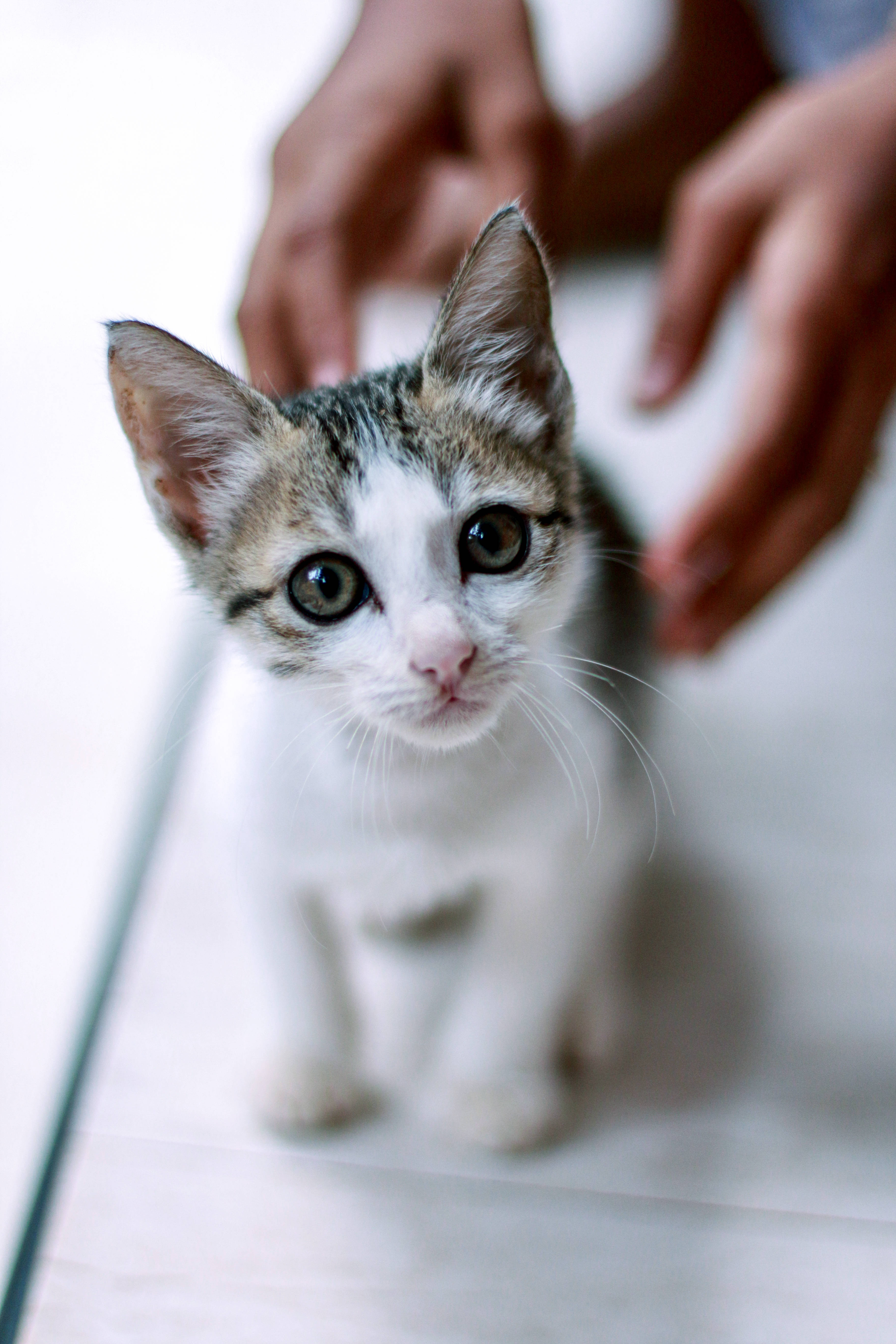 Cute Cat Love 桌布 壁紙 — 一隻好奇的虎斑貓咪睜大眼睛坐在白色表面上，溫柔的手在牠後面懸浮。