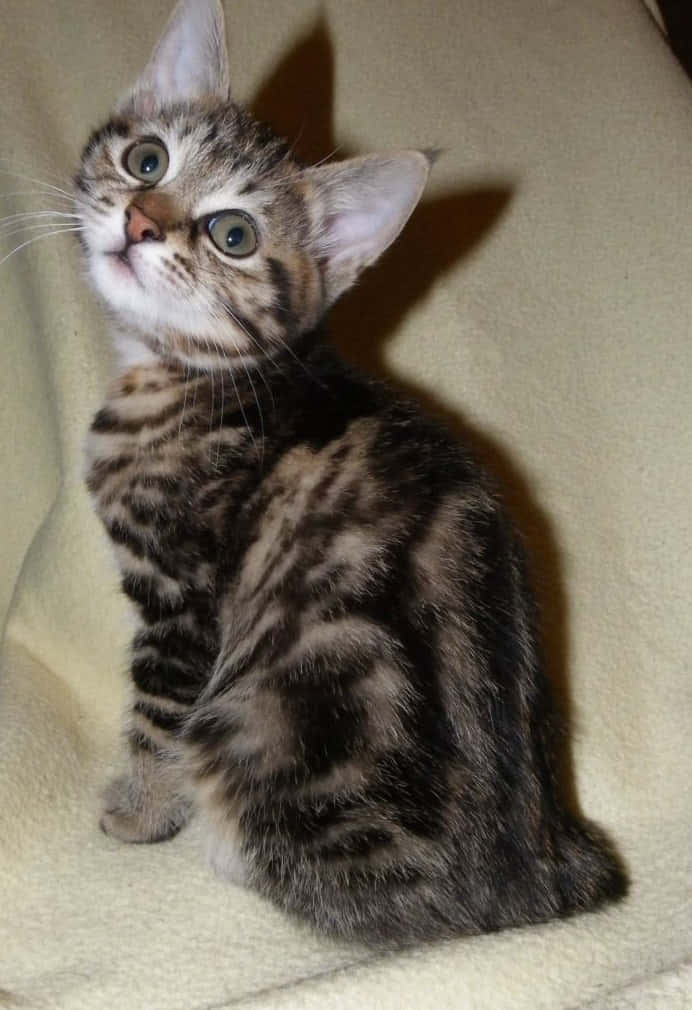 Kurilian Bobtail 桌布 壁紙 — 一隻好奇的虎斑貓寶寶，有著大大的綠色眼睛，警覺地坐在柔軟的米色毯子上，投射出清晰的陰影。