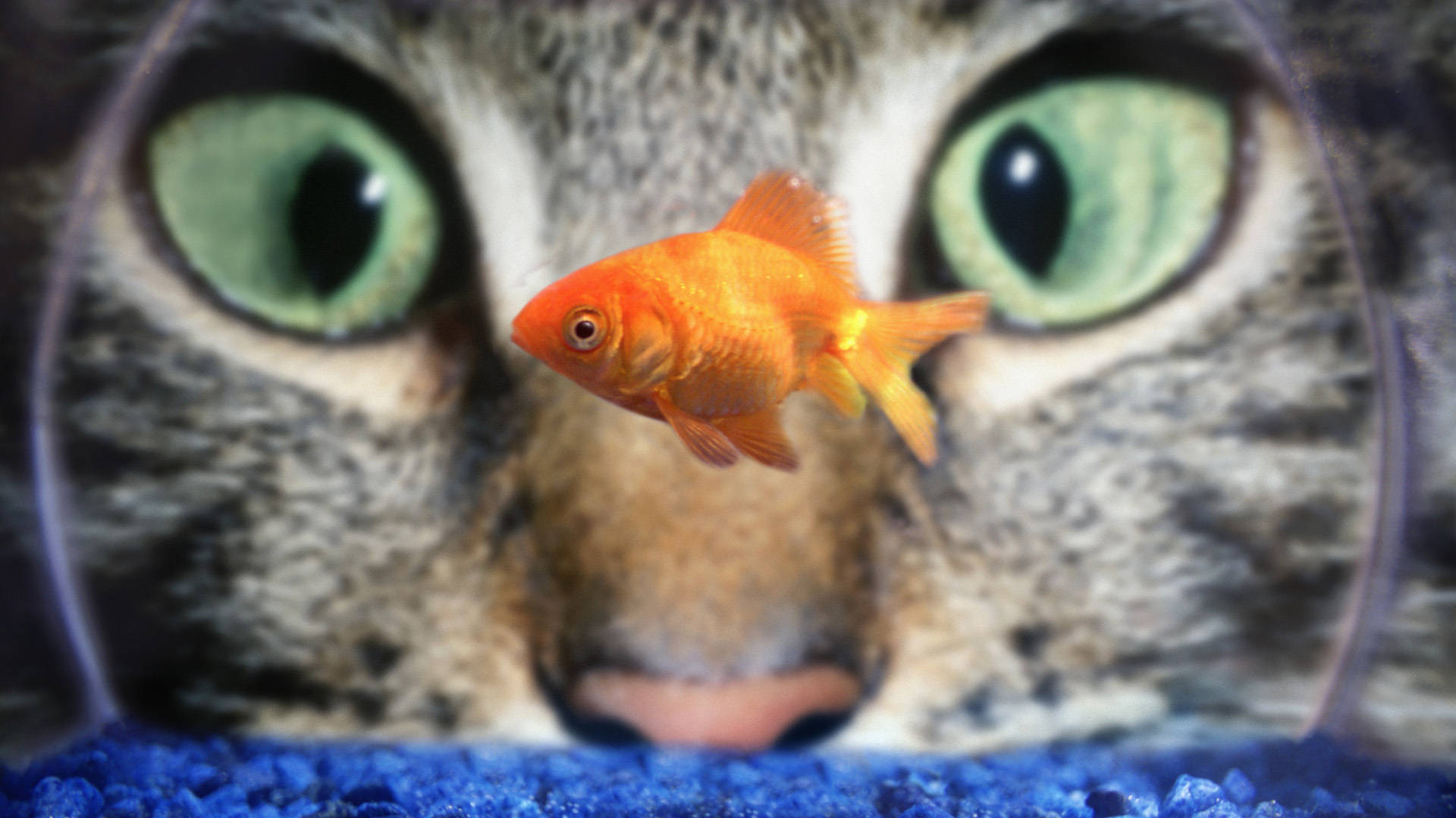 Goldfish 桌布 壁紙 — 一隻好奇的虎斑貓透過玻璃專注地看著一條在藍色碎石缸中游動的鮮橙色金魚。