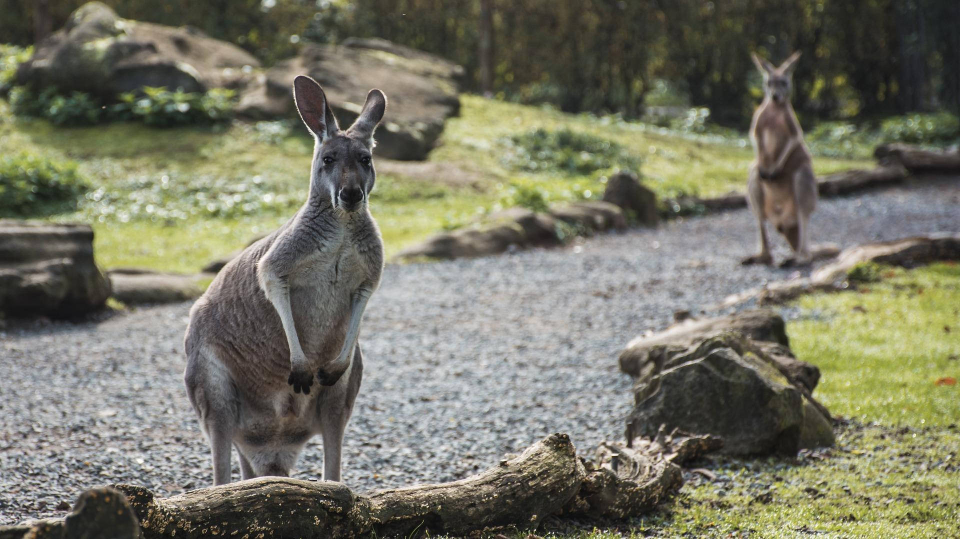 Kangaroo 桌布 壁紙 — 一隻好奇的袋鼠警覺地站在碎石路上，周圍是綠草和岩石，背景有另一隻袋鼠。