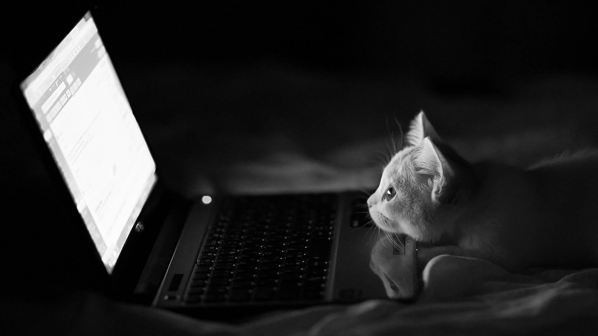 Gmail 動圖 桌布 壁紙 — 一隻好奇的貓咪在昏暗的房間裡專注地盯著發光的筆記型電腦螢幕。