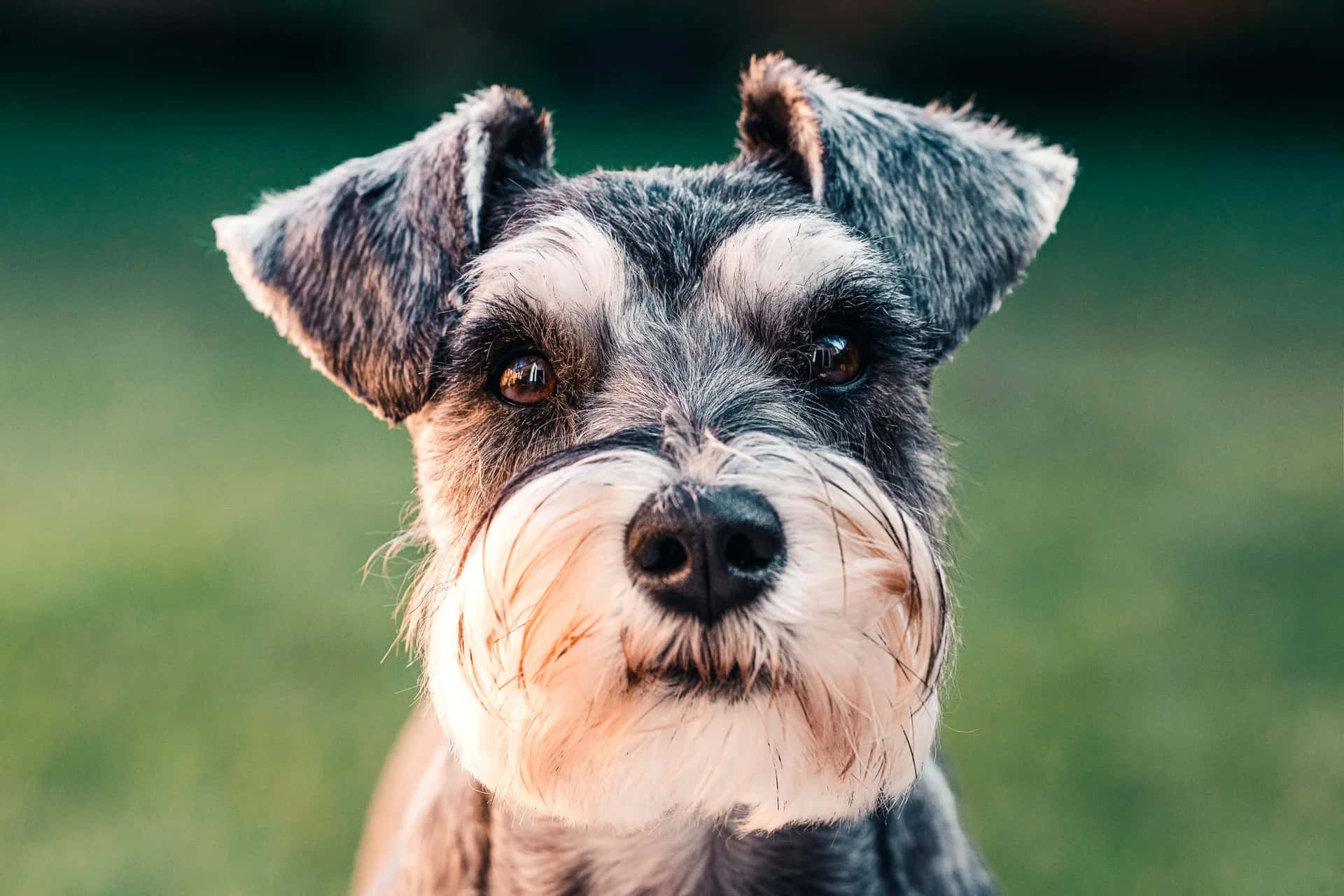 Schnauzer 桌布 壁紙 — 一隻好奇的迷你雪納瑞的特寫，有表情豐富的棕色眼睛和蓬鬆的灰白色鬍鬚，直視鏡頭。