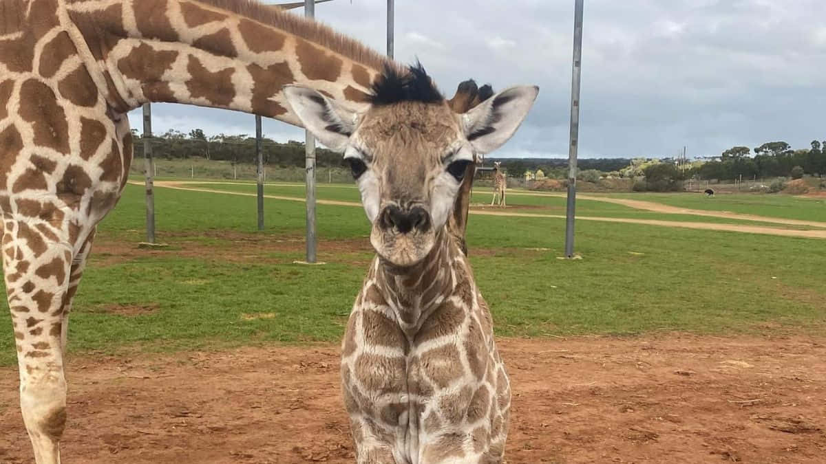 Baby Giraffe 桌布 壁紙 — 一隻好奇的長頸鹿寶寶，有著一簇簇的鬃毛，在圍欄草地圍欄內，陰天天空下，直視相機。