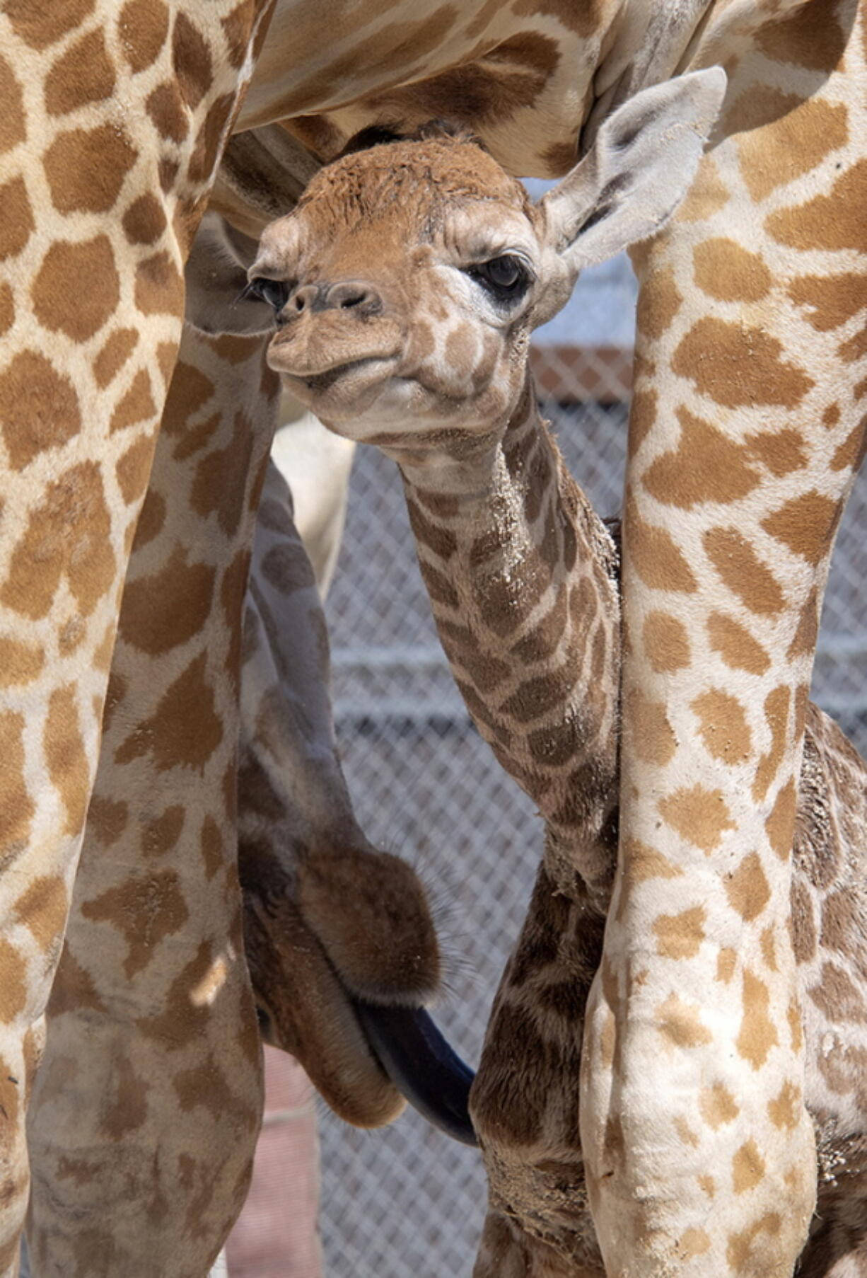 Baby Giraffe 桌布 壁紙 — 一隻好奇的長頸鹿寶寶從媽媽的雙腿之間探出頭來，表情頑皮。