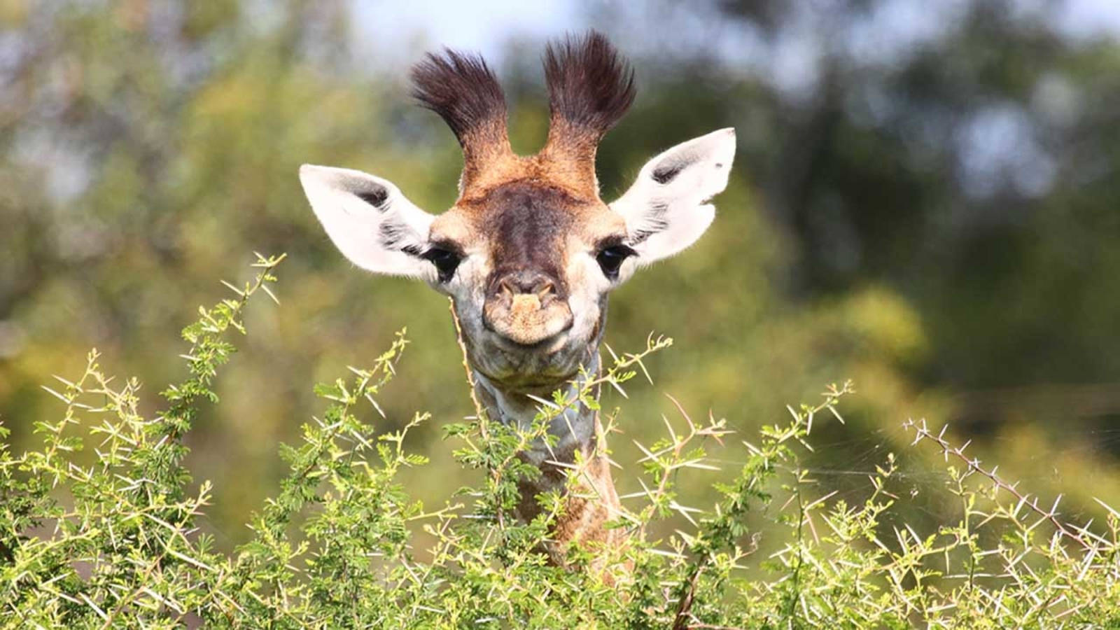 Baby Giraffe 桌布 壁紙 — 一隻好奇的長頸鹿透過綠色多刺的灌木叢窺視，大耳朵和深色眼睛直視鏡頭。
