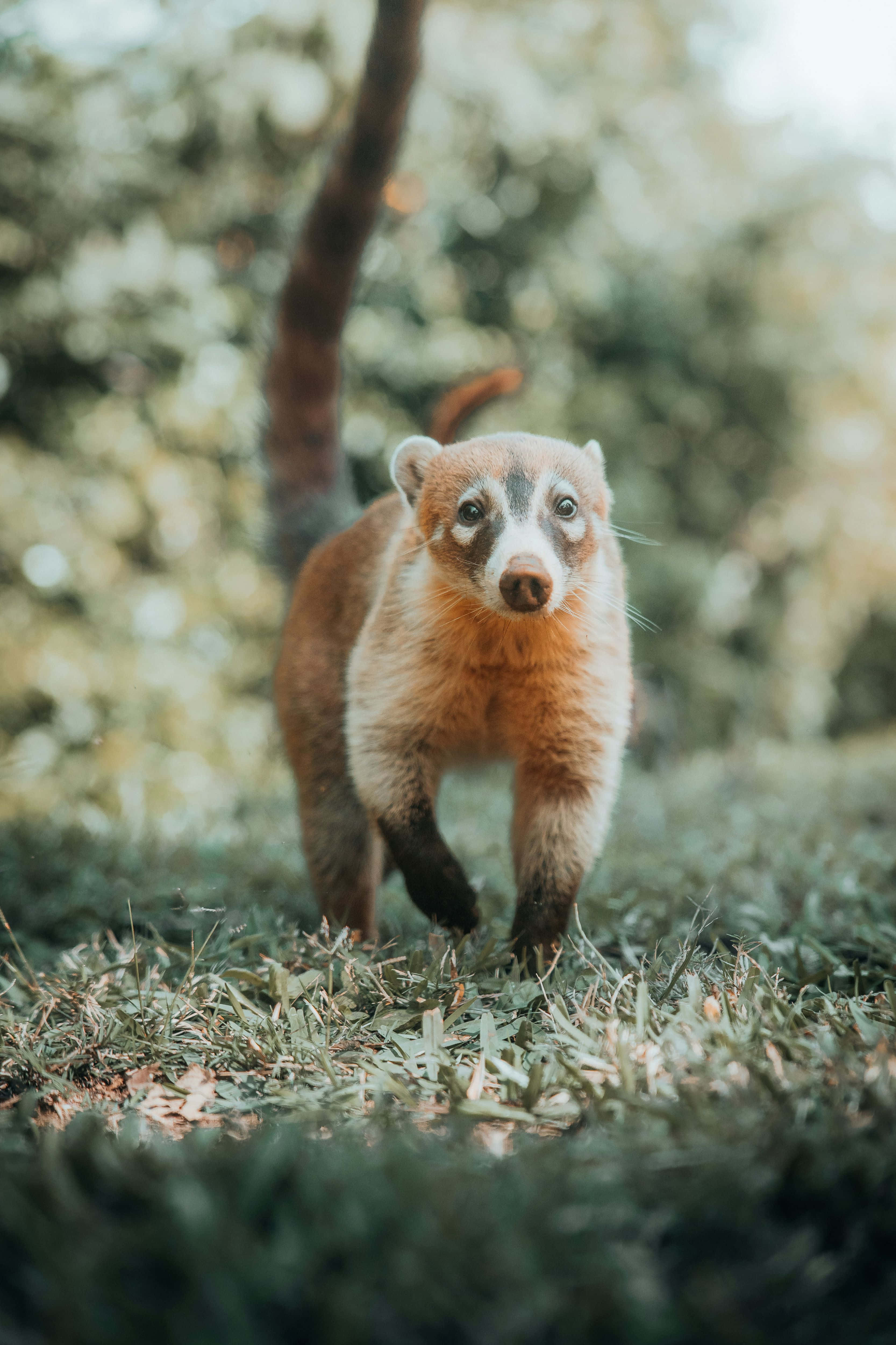 Coati 桌布 壁紙 — 一隻好奇的長鼻浣熊，有著長長的條紋尾巴，在陽光明媚的草地上穿過茂密的森林。