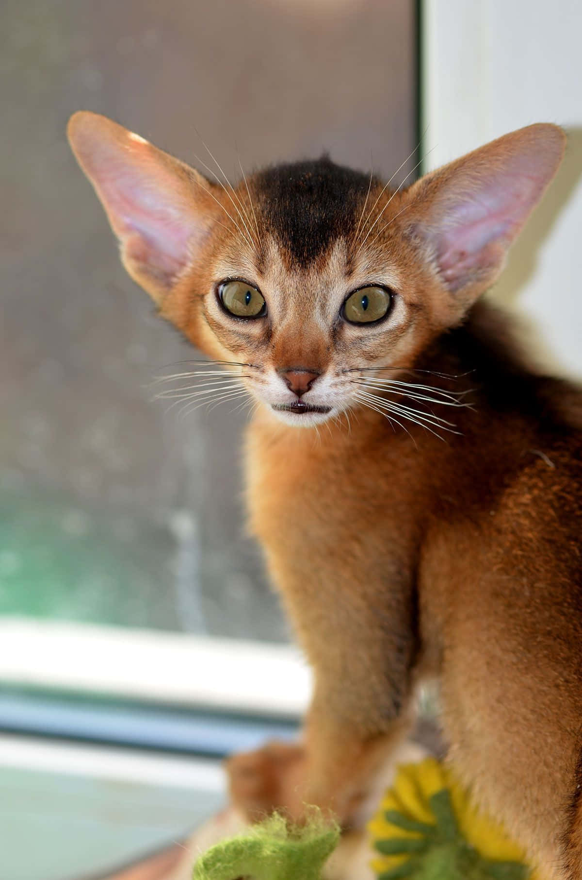 Abyssinian 桌布 壁紙 — 一隻好奇的阿比西尼亞小貓的特寫，有大耳朵和綠色眼睛，直視鏡頭。