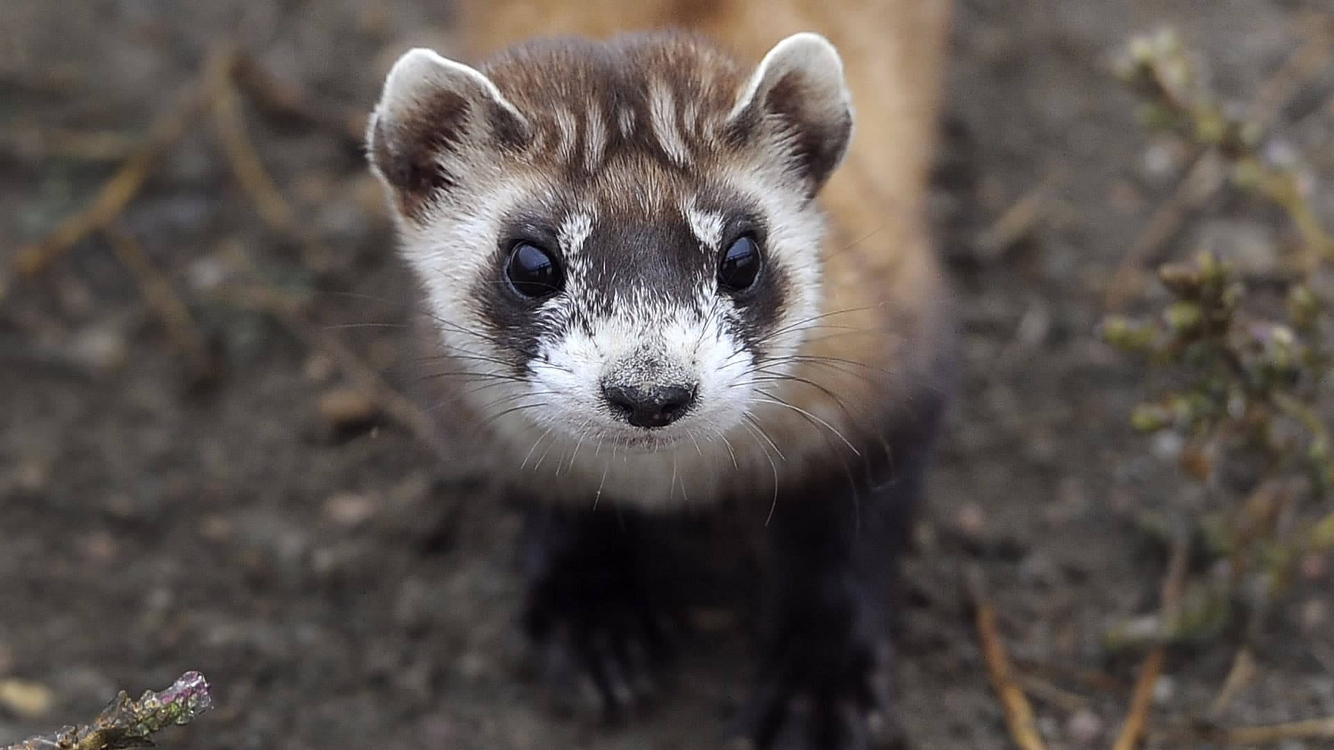 Ferret 桌布 壁紙 — 一隻好奇的雪貂，有深色眼睛和白色面部標記，近距離直視鏡頭。