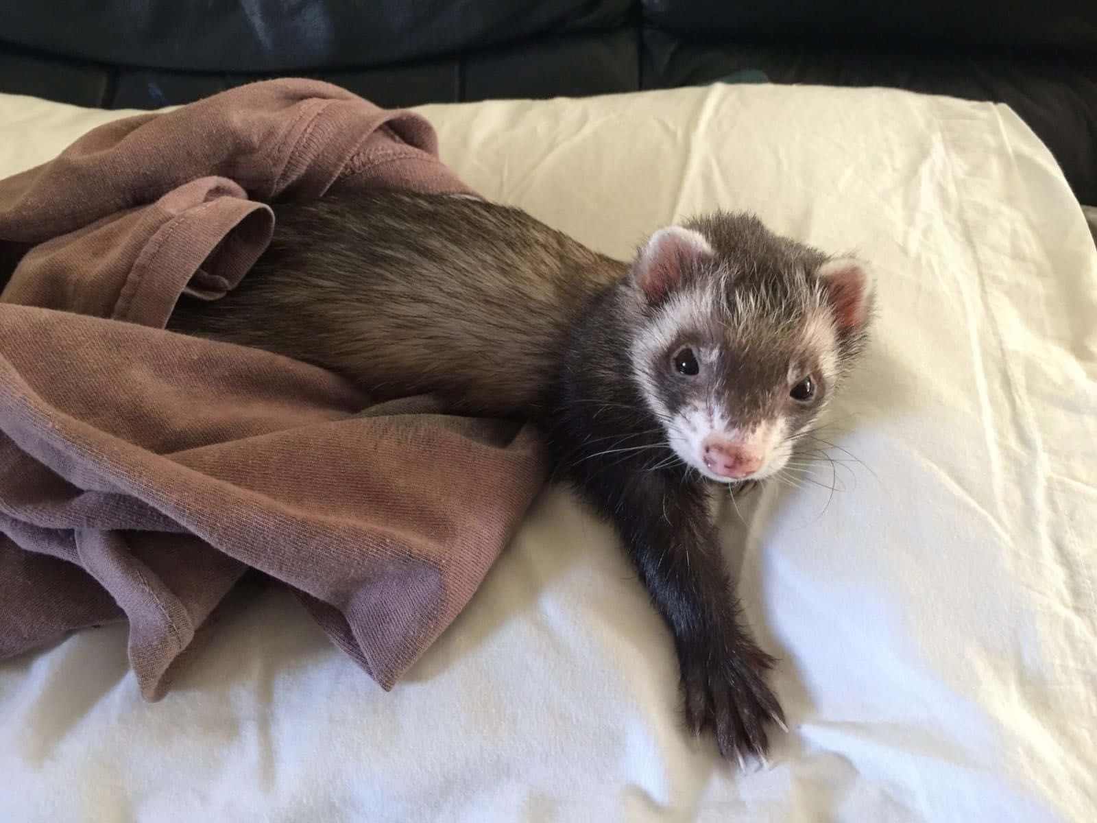 Cute Ferret 桌布 壁紙 — 一隻好奇的雪貂，毛色深黑帶有白色斑紋，躺在床上的白色床單上，旁邊有一條棕色毛巾。