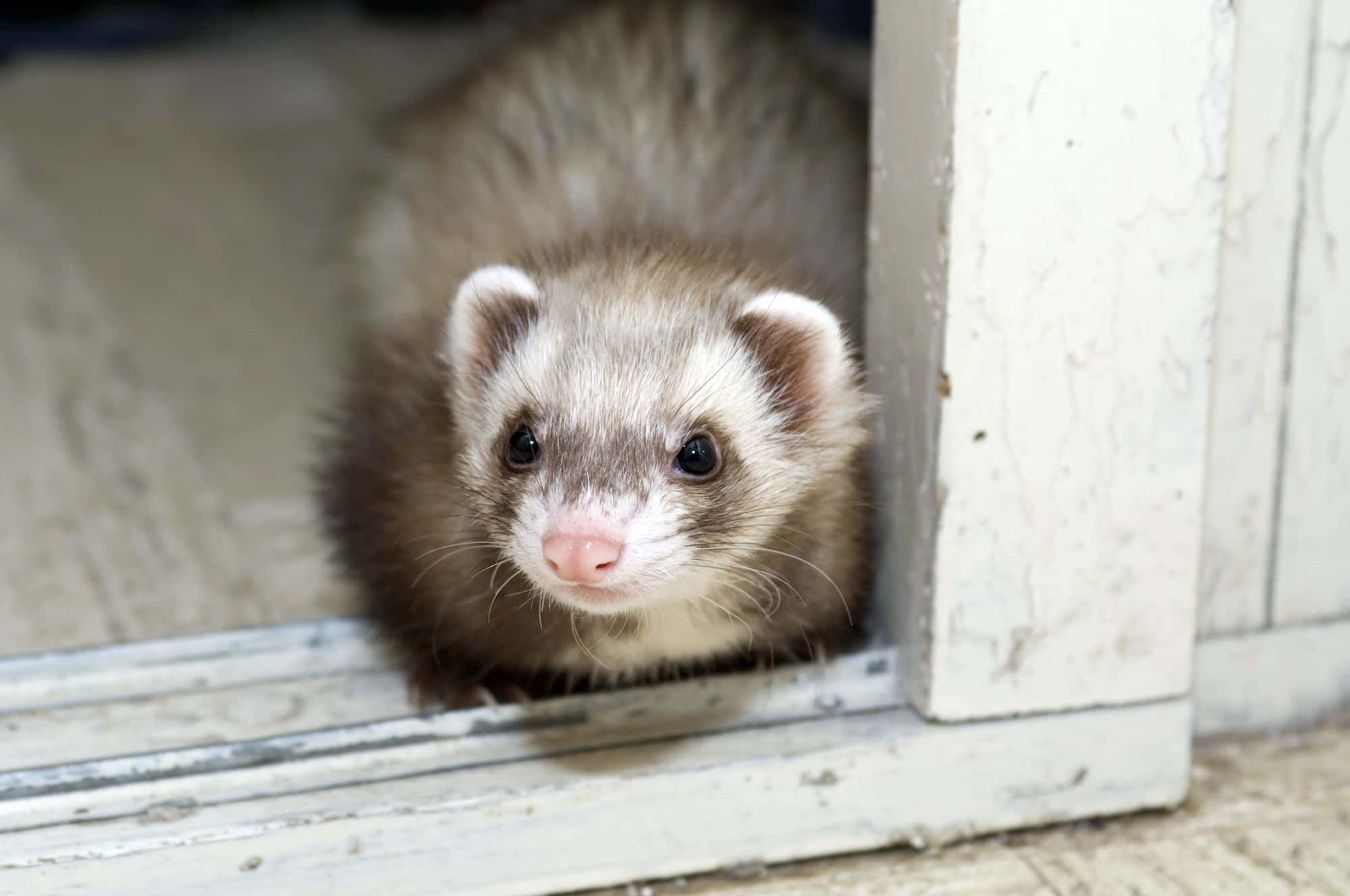 Ferret 桌布 壁紙 — 一隻好奇的雪貂從一扇風化的白色木門中探出頭來，背景柔和。