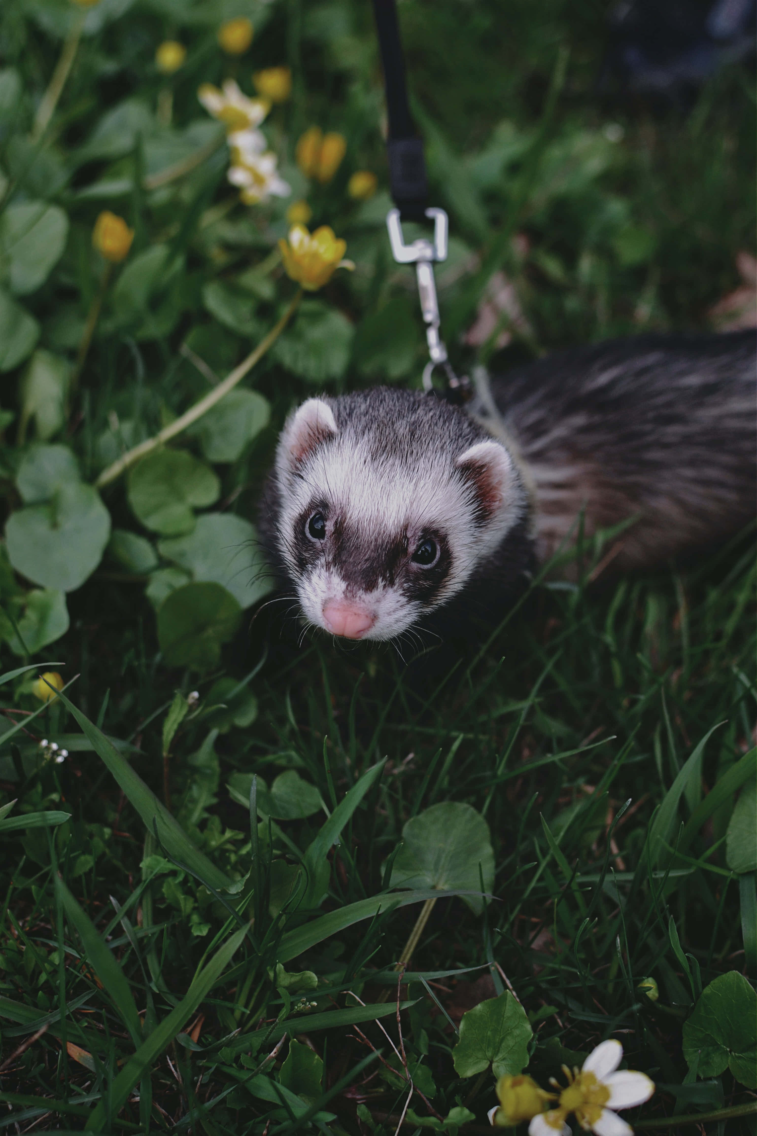 Ferret 桌布 壁紙 — 一隻好奇的雪貂繫著皮帶，從茂密的綠草中探出頭來，草地上點綴著黃色和白色的花朵。