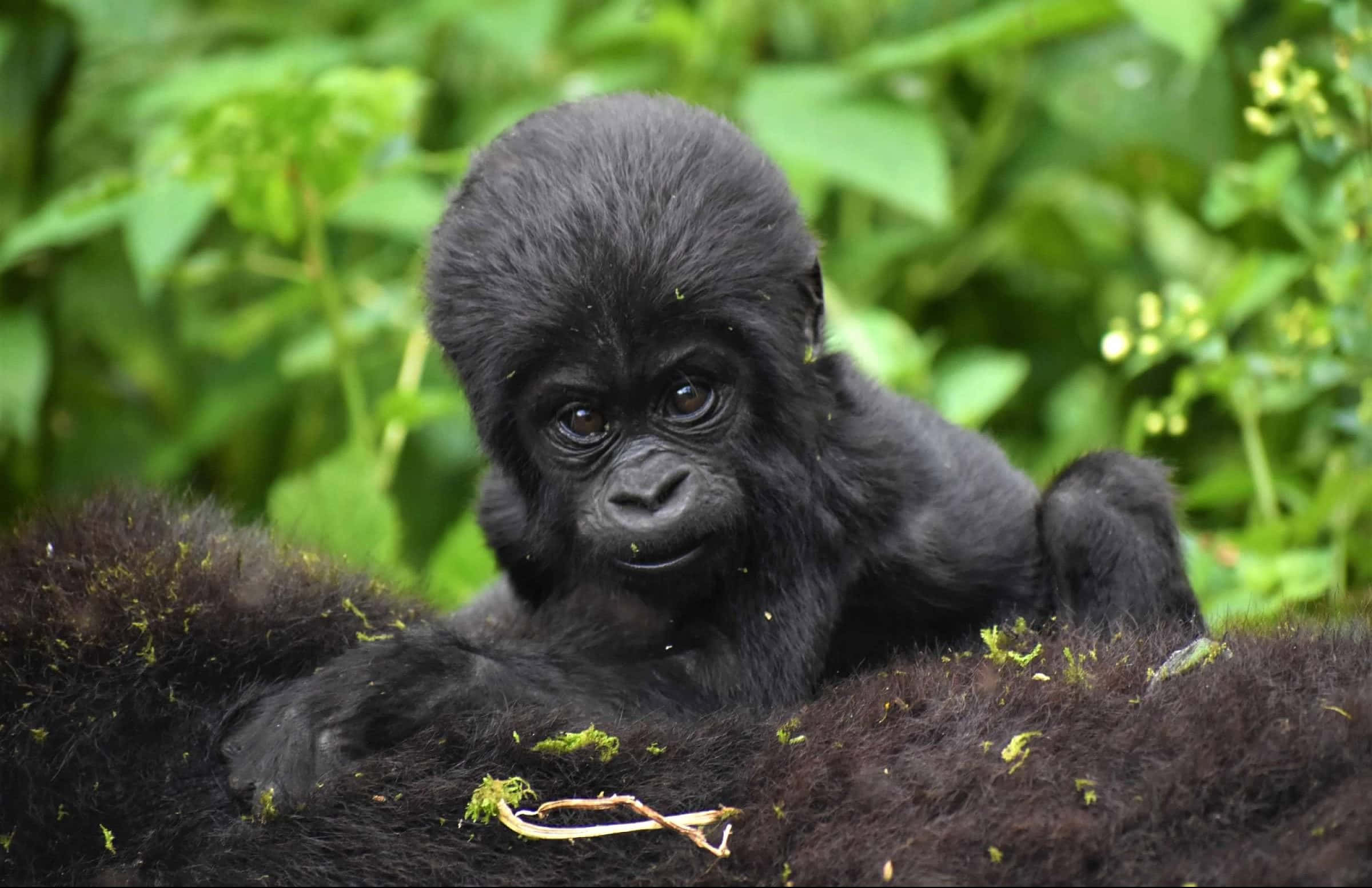 Cute Gorilla 桌布 壁紙 — 一隻好奇的黑毛猩猩寶寶在苔蘚覆蓋的表面上休息，周圍是茂密的綠色樹葉。
