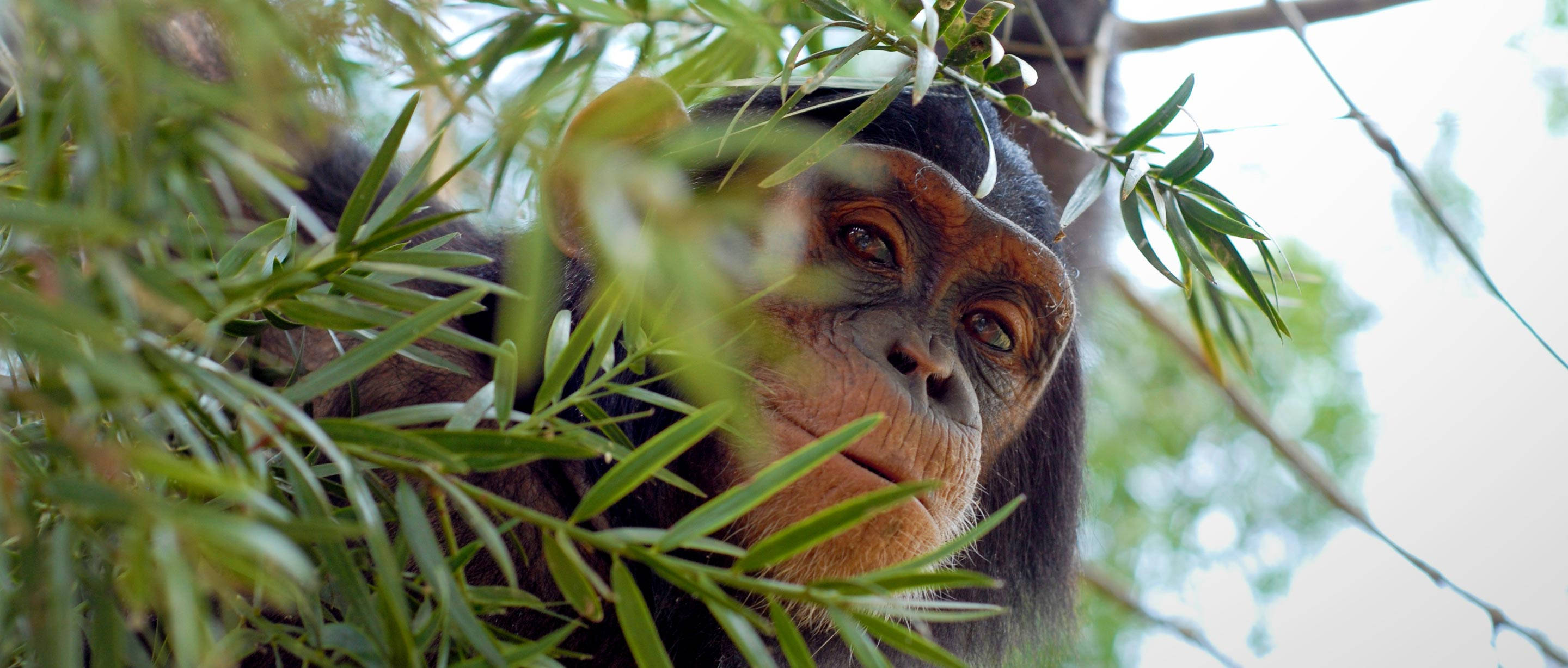 Chimpanzee 桌布 壁紙 — 一隻好奇的黑猩猩透過鮮綠色的樹葉窺視，眼神專注地向下凝視。