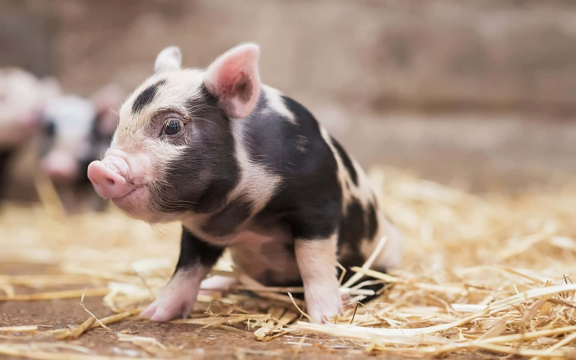 Piggy 桌布 壁紙 — 一隻好奇的黑白小豬站在簡樸穀倉的稻草上，柔和自然光線灑落。