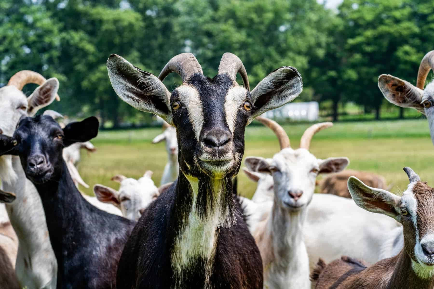 動物 桌布 壁紙 — 一隻好奇的黑白山羊，有大耳朵和彎曲的角，在陽光明媚的綠色牧場上，被其他山羊包圍，直視鏡頭。