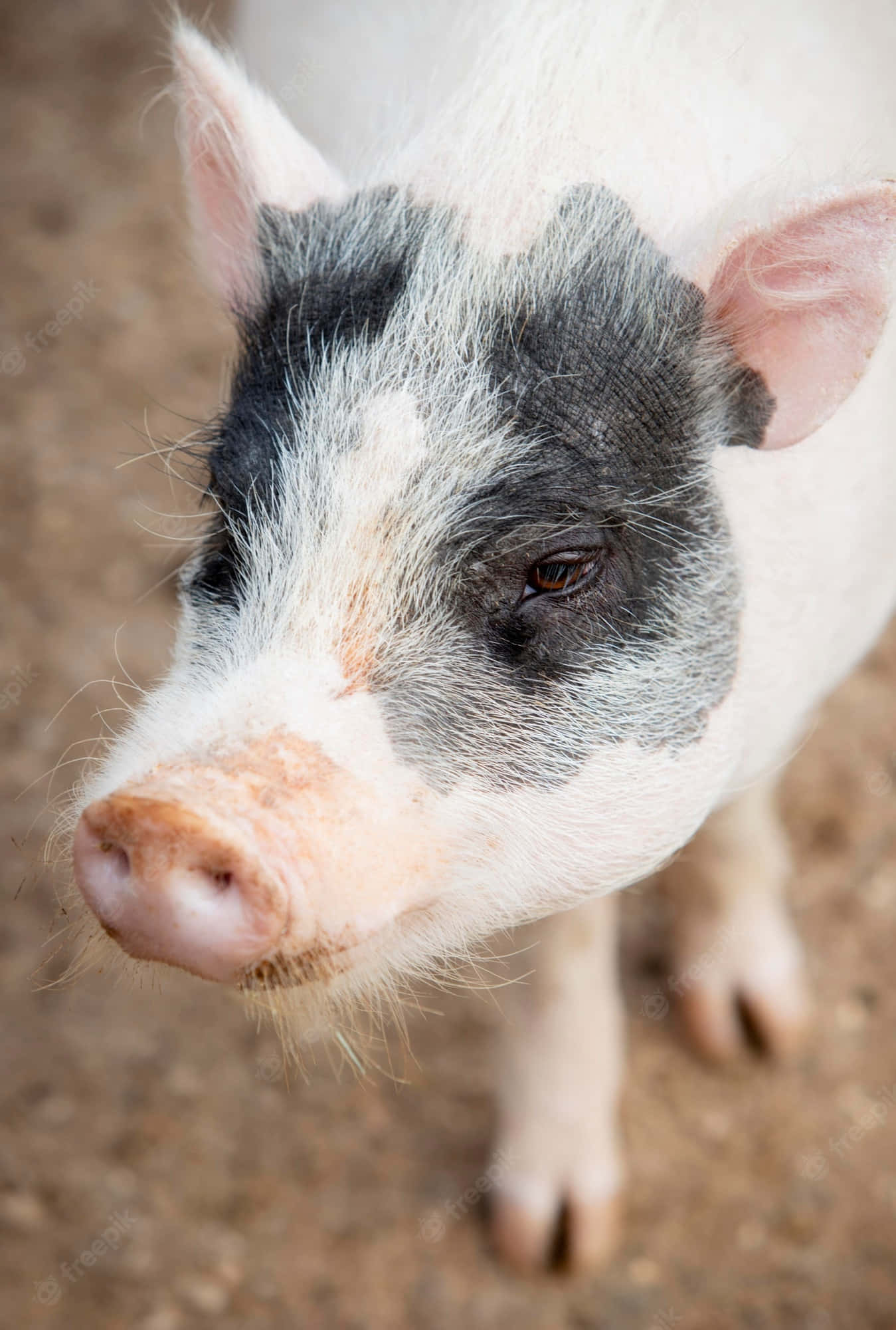 Pig 桌布 壁紙 — 一隻好奇的黑白毛色小豬在泥地上直視鏡頭的特寫。