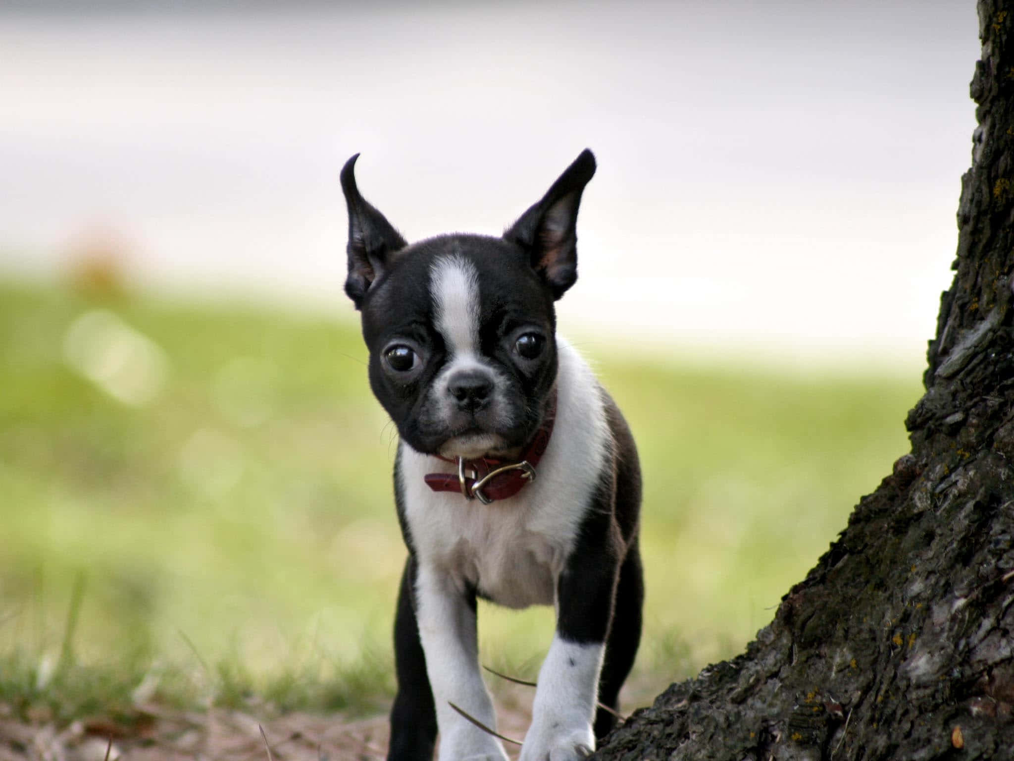 狗 桌布 壁紙 — 一隻好奇的黑白波士頓㹴幼犬在陽光明媚的草地上警覺地站在樹幹旁邊。