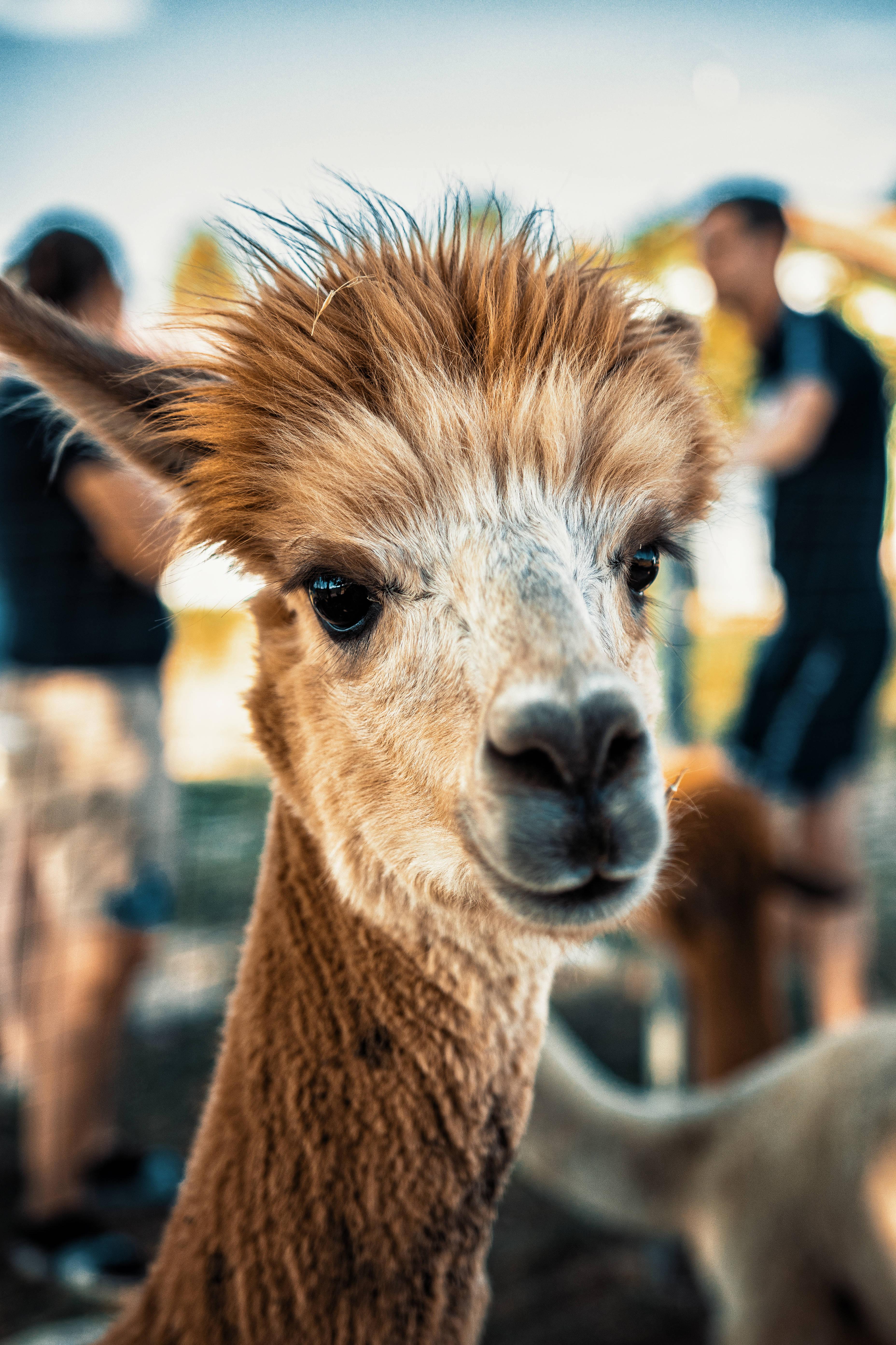 Alpaca 桌布 壁紙 — 一隻好奇羊駝的近距離特寫，擁有蓬鬆棕色毛髮和明亮眼睛，直視鏡頭。
