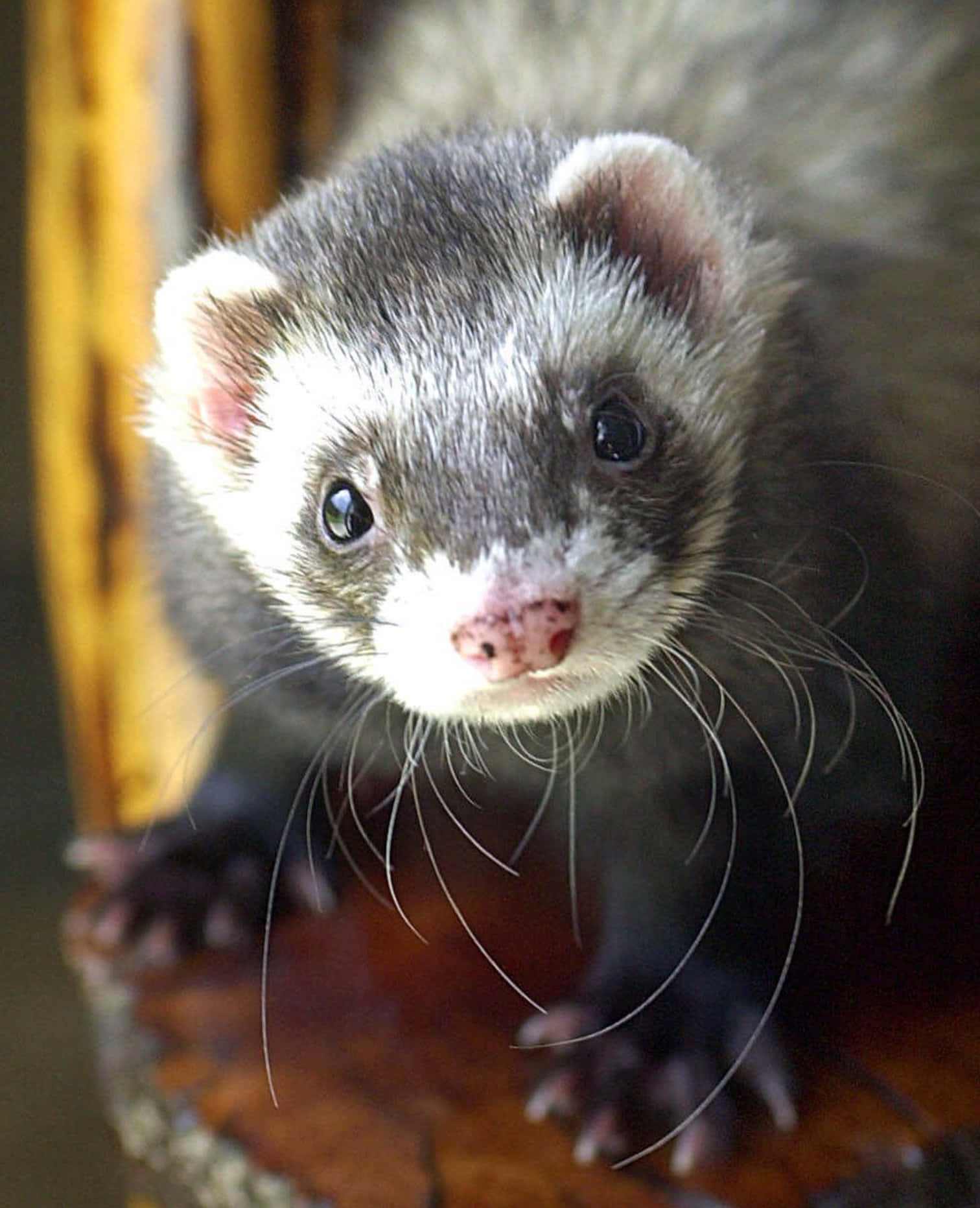 Ferret 桌布 壁紙 — 一隻好奇雪貂的特寫，深色眼睛和白色面部斑紋，直視鏡頭。