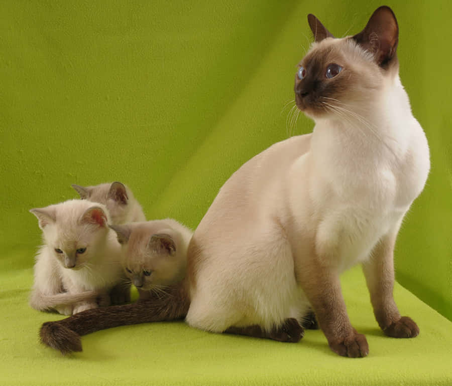 Tonkinese 桌布 壁紙 — 一隻姿態優雅的暹羅貓媽媽，擁有引人注目的藍色眼睛，警覺地坐在她的三隻毛茸茸的小貓旁邊，背景是充滿活力的綠色。
