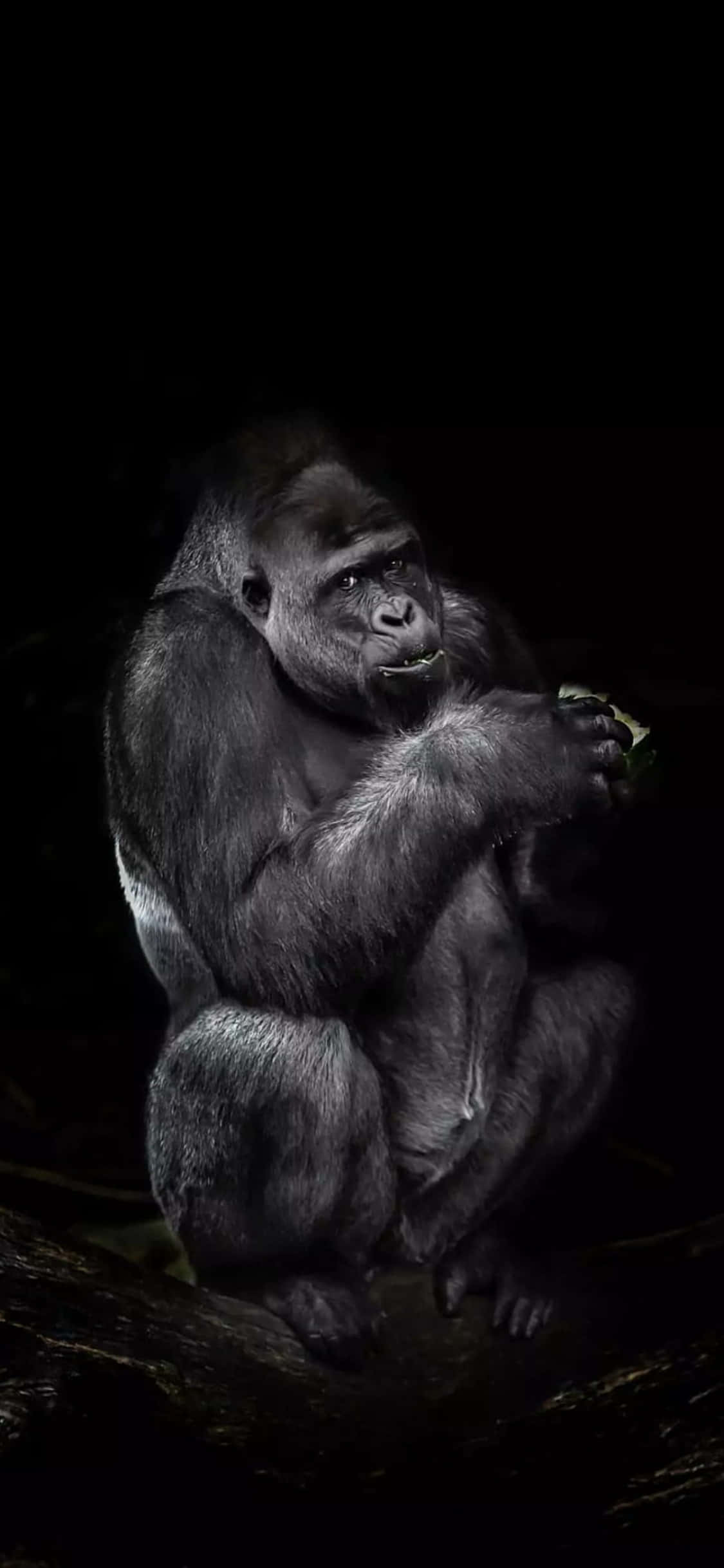 iPhone X Gorilla 桌布 壁紙 — 一隻威嚴的大猩猩坐在深沉的陰影中，被戲劇性的燈光照亮，同時拿著並吃著一根多葉的樹枝。