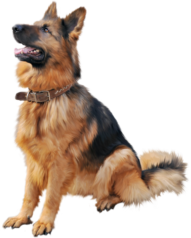 German Shepherd 桌布 壁紙 — 一隻威嚴的德國牧羊犬警覺地坐著，擁有棕黑色毛髮和皮項圈，背景是 stark 黑色。