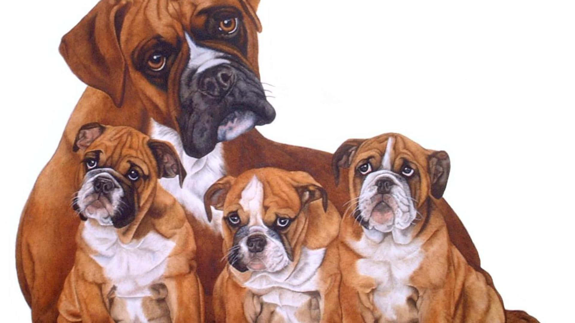 Boxer Dog 桌布 壁紙 — 一隻威嚴的成年拳師犬和三隻可愛的小狗一起坐在溫暖的棕色和白色毛髮的溫馨家庭肖像中。