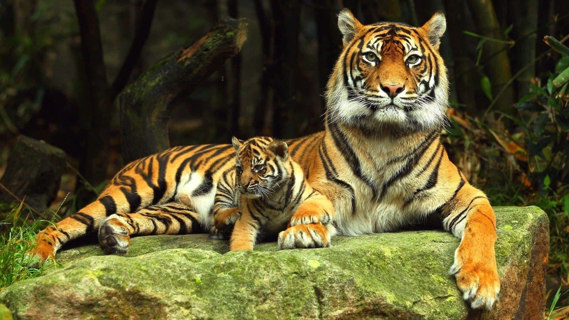 Zoo Animals 桌布 壁紙 — 一隻威嚴的成年老虎和牠的幼崽一起在茂密森林中長滿苔蘚的岩石上休息，平靜地凝視著觀看者。
