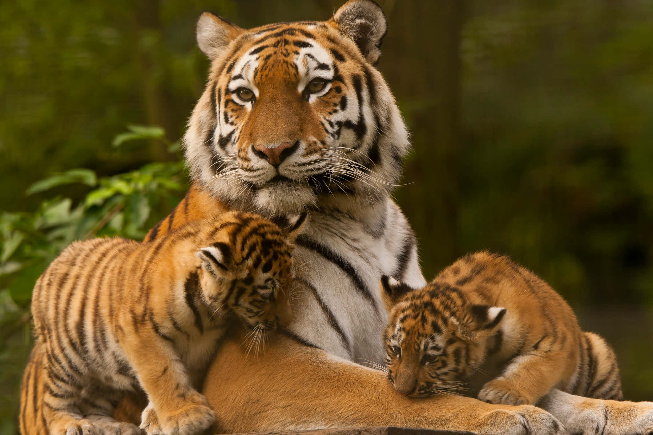 Bengal Tiger 桌布 壁紙 — 一隻威嚴的成年老虎在茂密的綠色森林中懷抱著兩隻頑皮的幼虎。