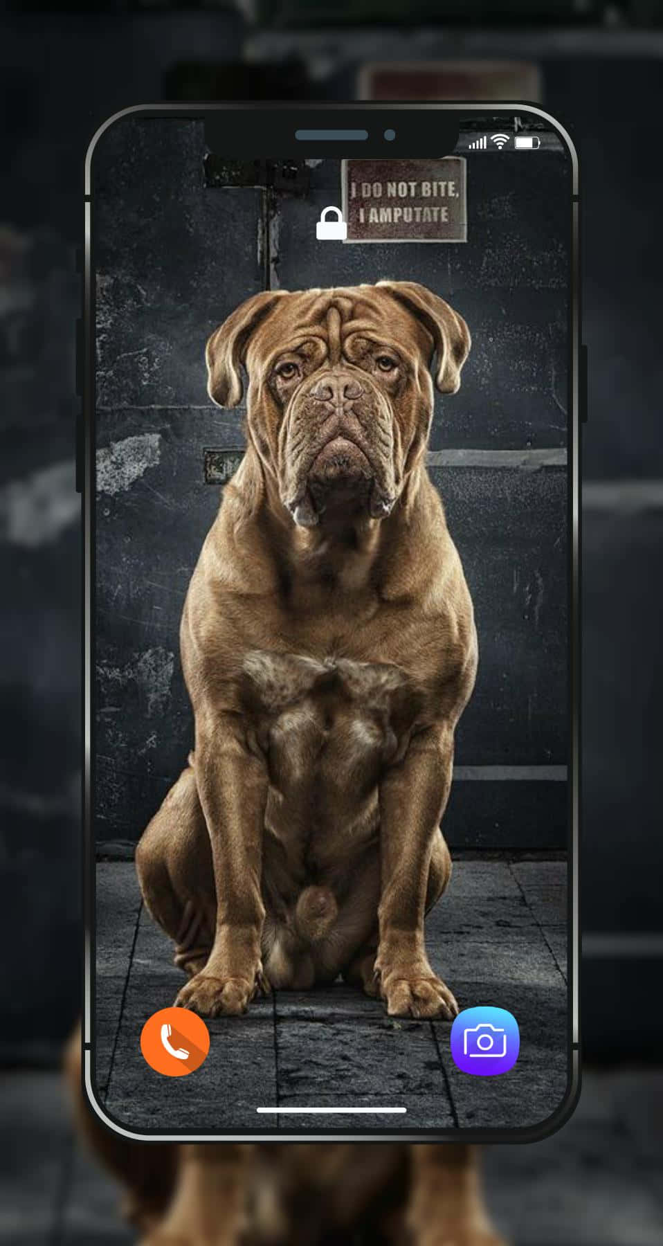 狗 桌布 壁紙 — 一隻威嚴的棕色波爾多犬端莊地坐在石地板上，由智慧型手機螢幕框著，螢幕上顯示一個幽默的標語 'I DO NOT BITE I AMPUTATE'。