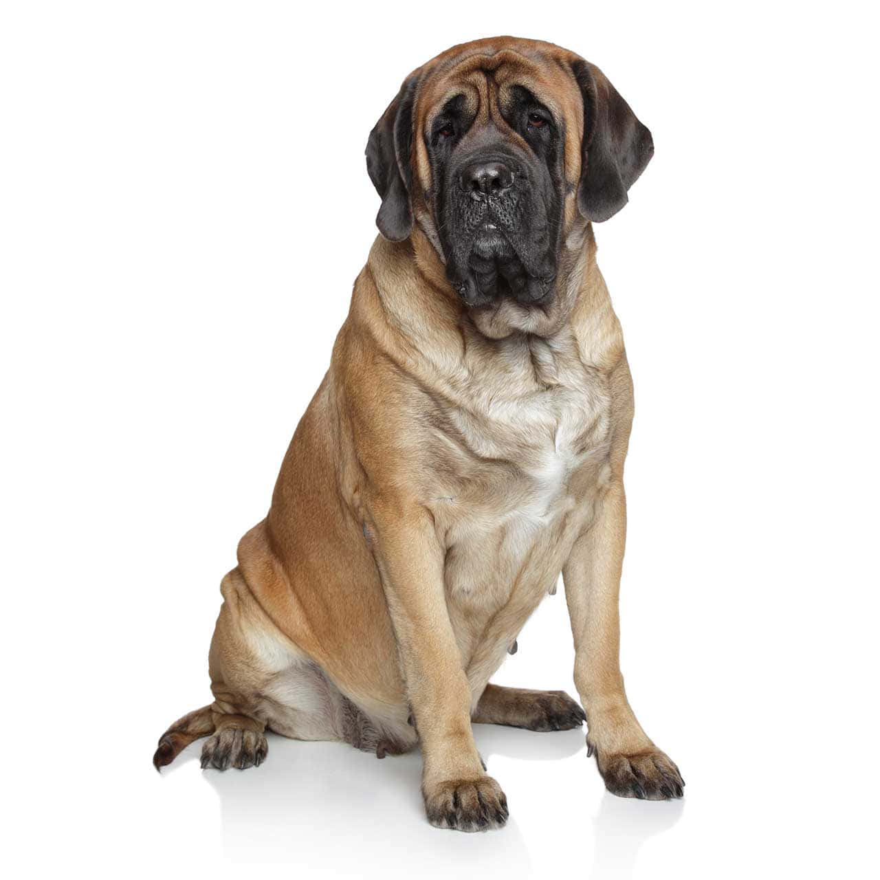 English Mastiff 桌布 壁紙 — 一隻威嚴的淺黃褐色獒犬安靜地坐在純白背景前，其皺紋的臉和下垂的耳朵散發出溫和的力量。
