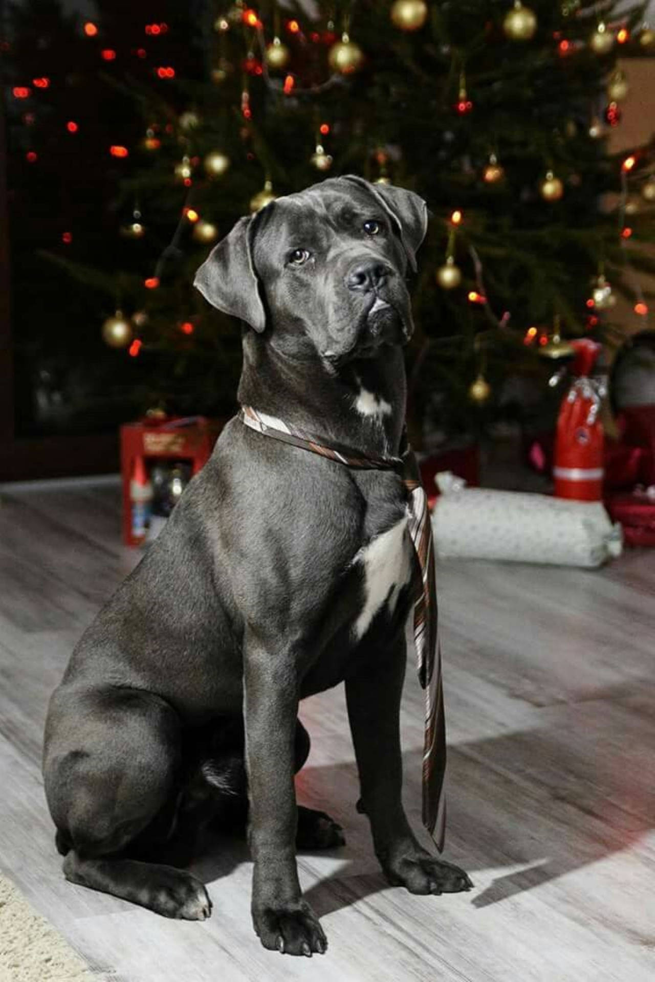 卡斯羅犬 桌布 壁紙 — 一隻威嚴的灰色卡斯羅犬沉穩地坐在一棵裝飾著金色和紅色飾品的節日燈飾聖誕樹前。