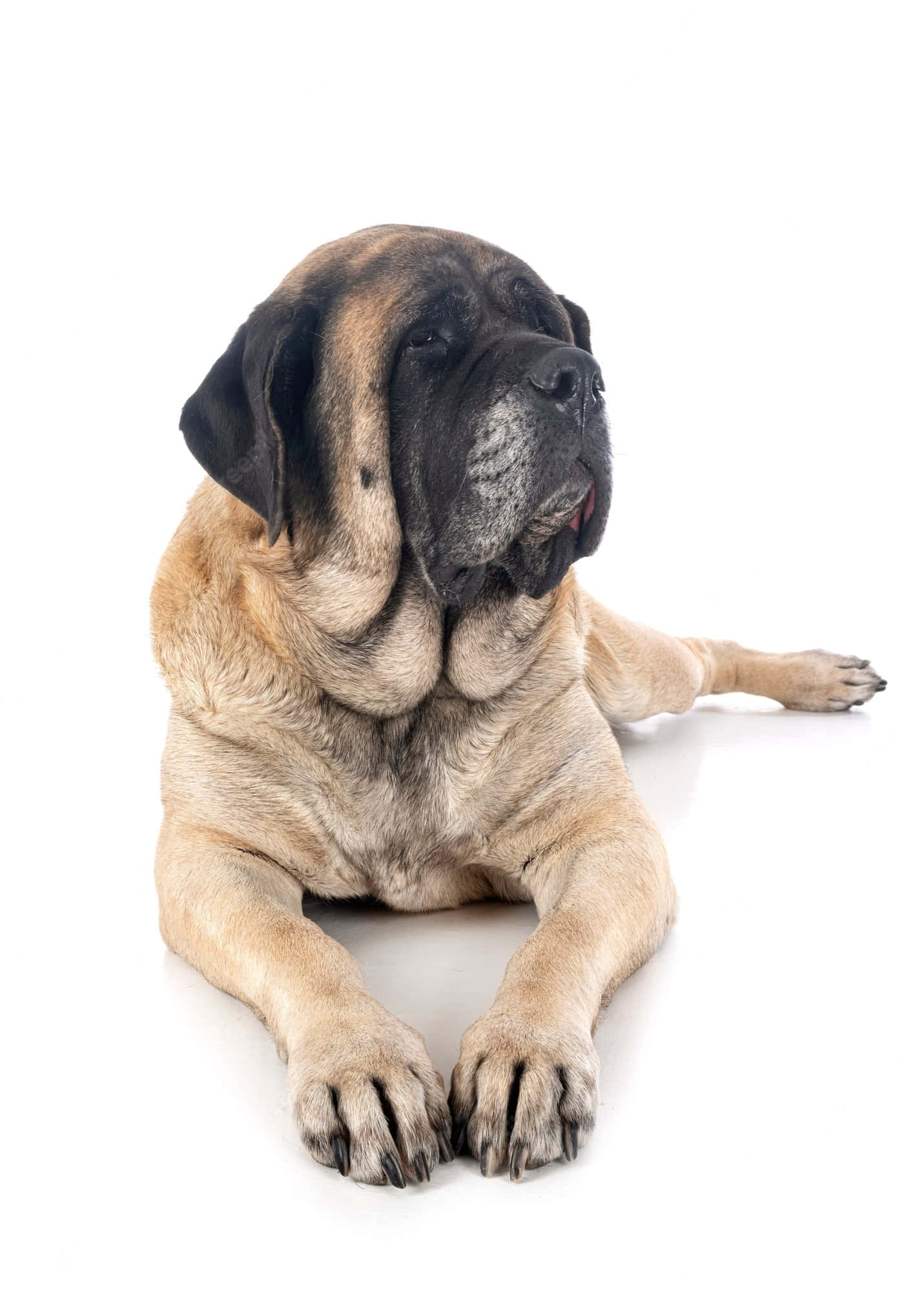 English Mastiff 桌布 壁紙 — 一隻威嚴的獒犬，帶有皺紋的黃褐色和黑色毛髮，平靜地躺在純白色的工作室地板上。
