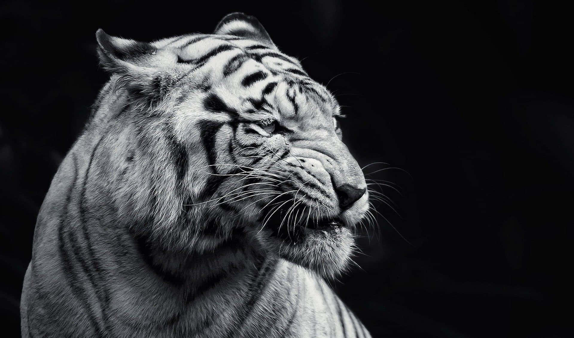 Black And White Animal 桌布 壁紙 — 一隻威嚴的白虎以單色側面輪廓呈現，背景為純黑色，眼睛半閉，陷入寧靜的沉思。