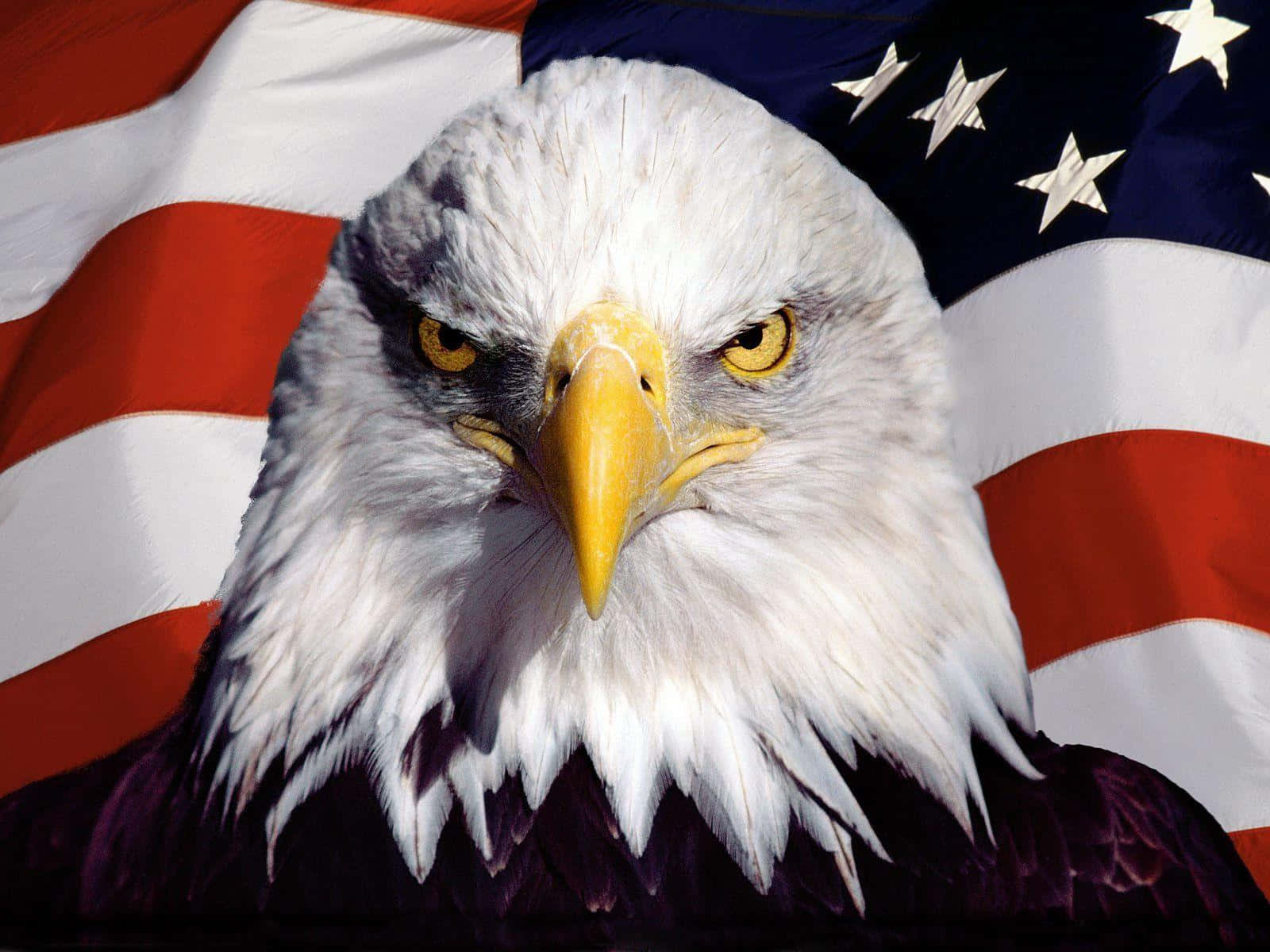American Eagle 桌布 壁紙 — 一隻威嚴的白頭鷹，擁有銳利的黃色眼睛，在飄揚的美國國旗背景下強烈凝視。
