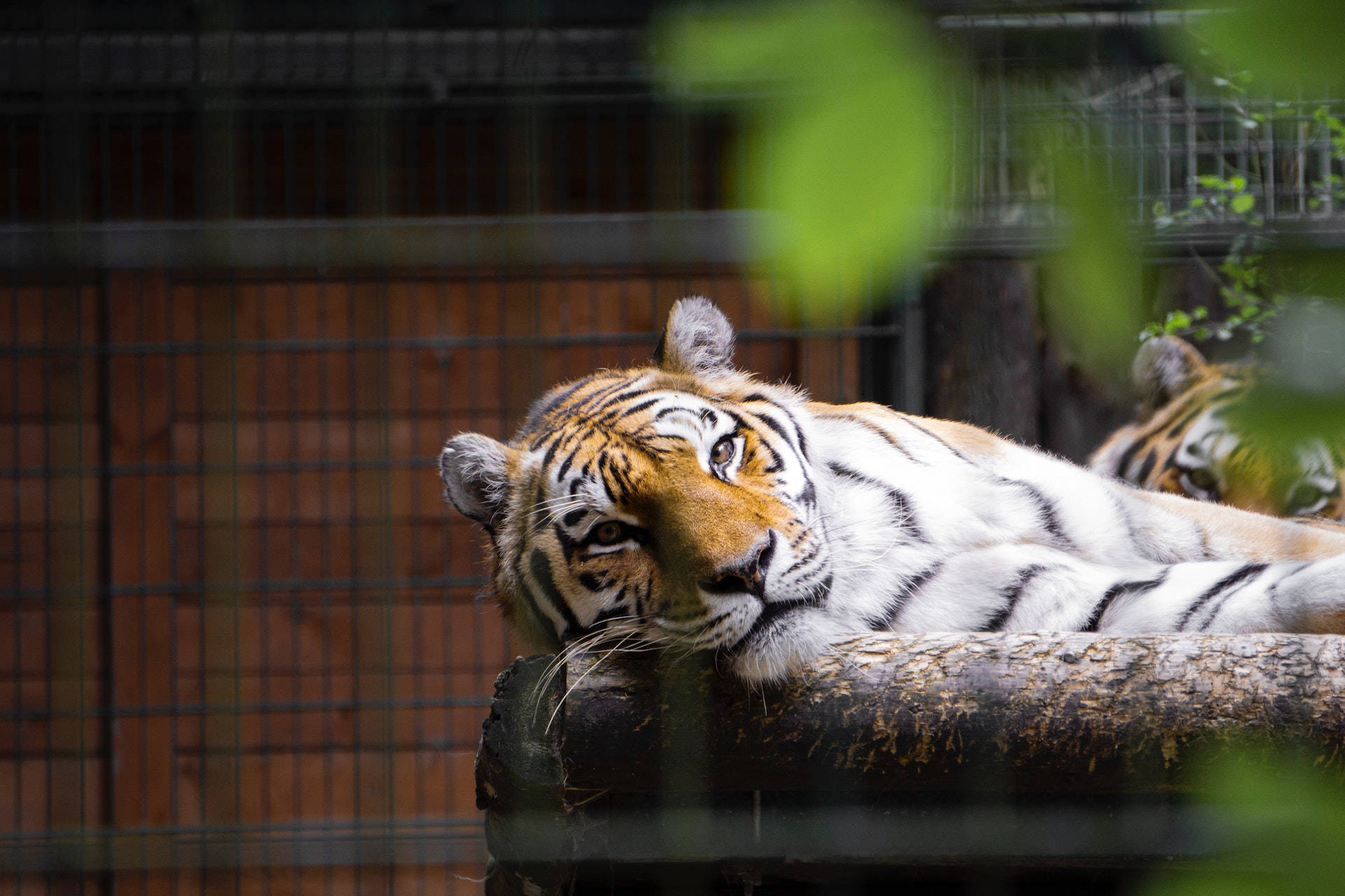 harimau 桌布 壁紙 — 一隻威嚴的老虎在圍欄內將頭擱在木頭上，綠色樹葉部分遮擋了視線。