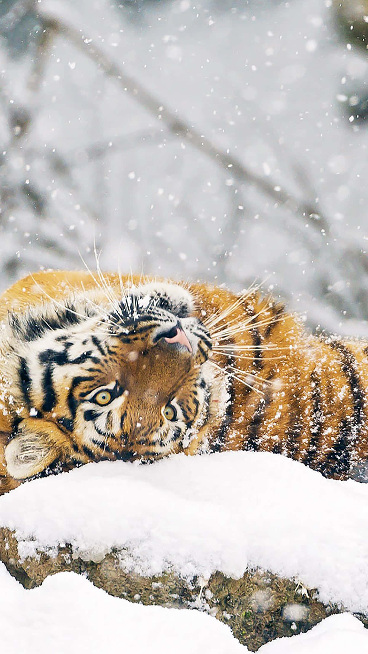 Animals iPhone 桌布 壁紙 — 一隻威嚴的老虎在深雪中休息，雪花飄落在其條紋皮毛和銳利的目光周圍。
